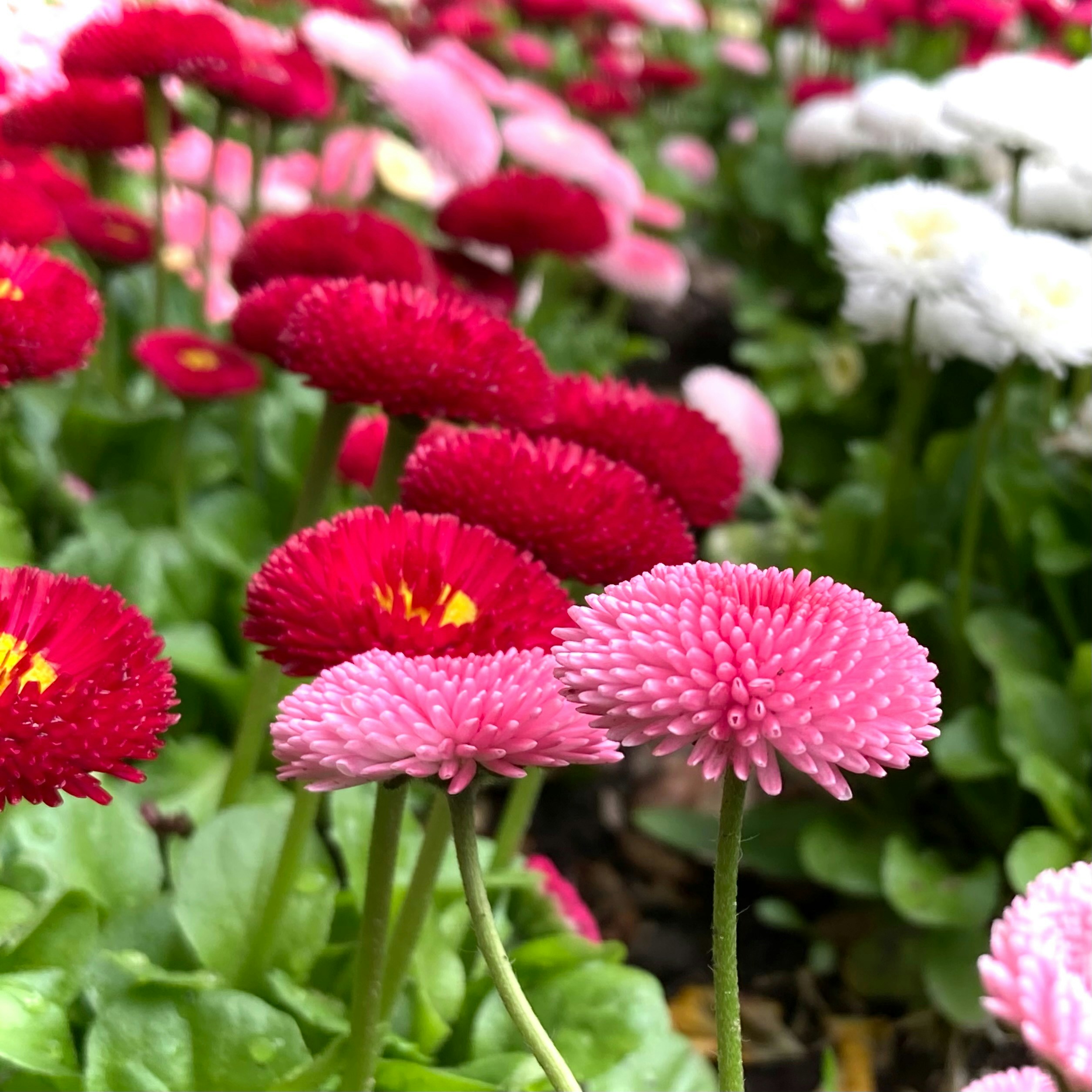 ピンクと赤のさまざまな色合いの美しい花。