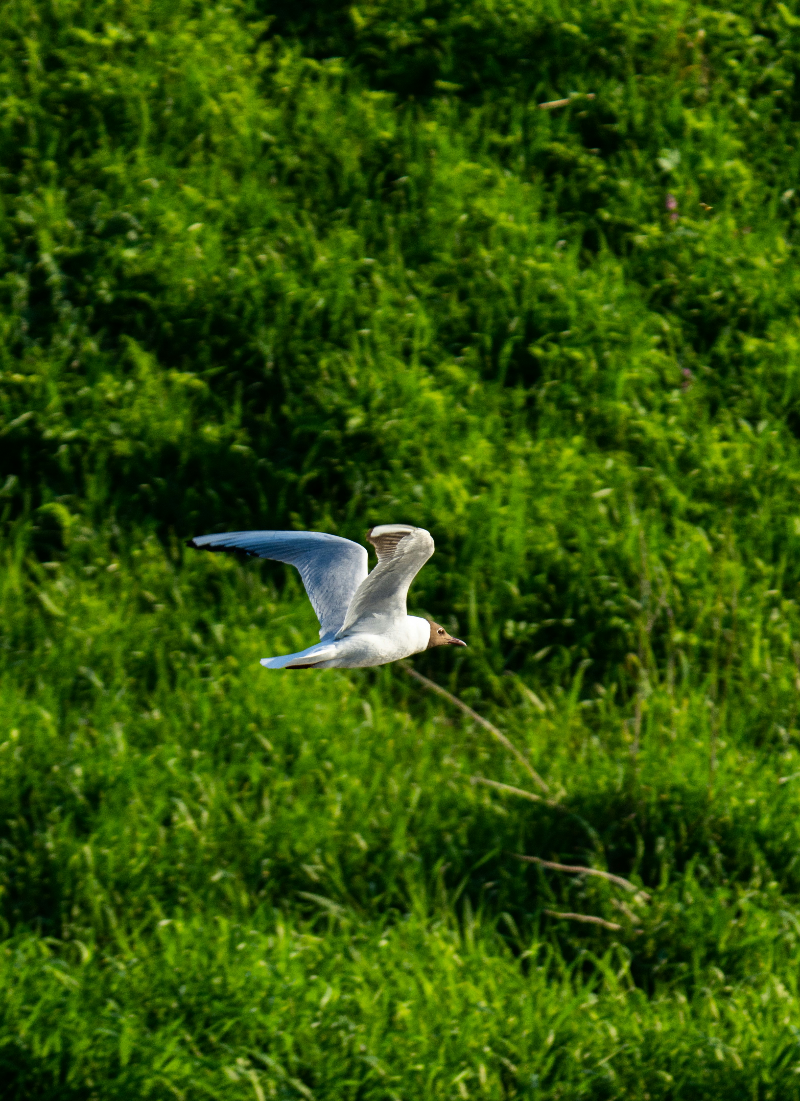 A seagull flies above the green grass.
