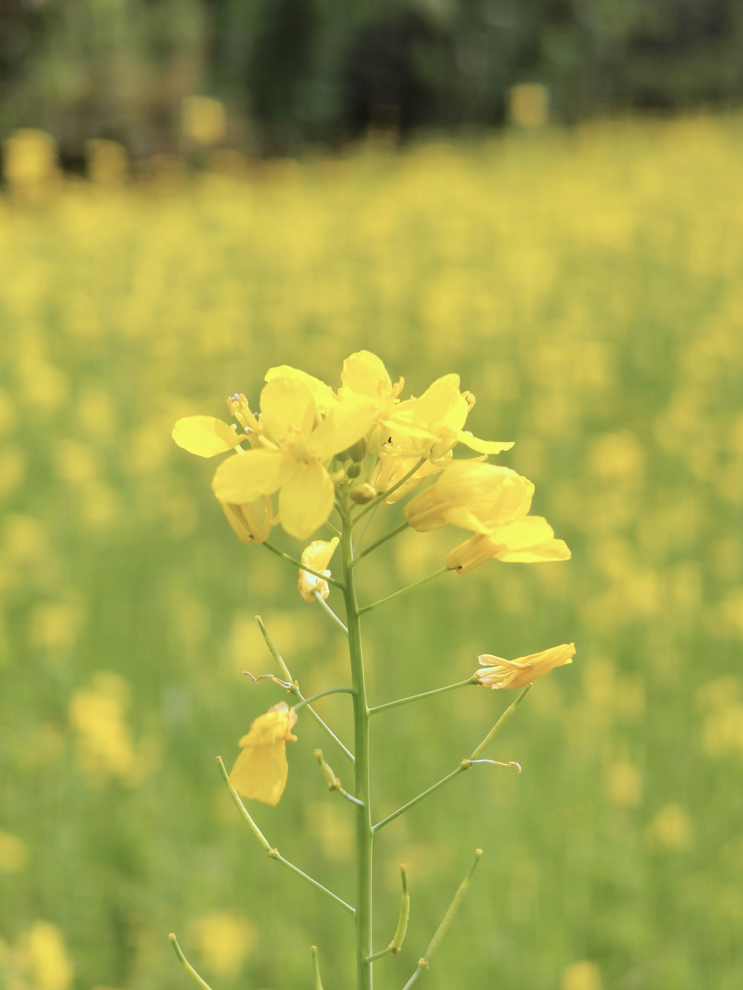 Photo by subash_shrestha