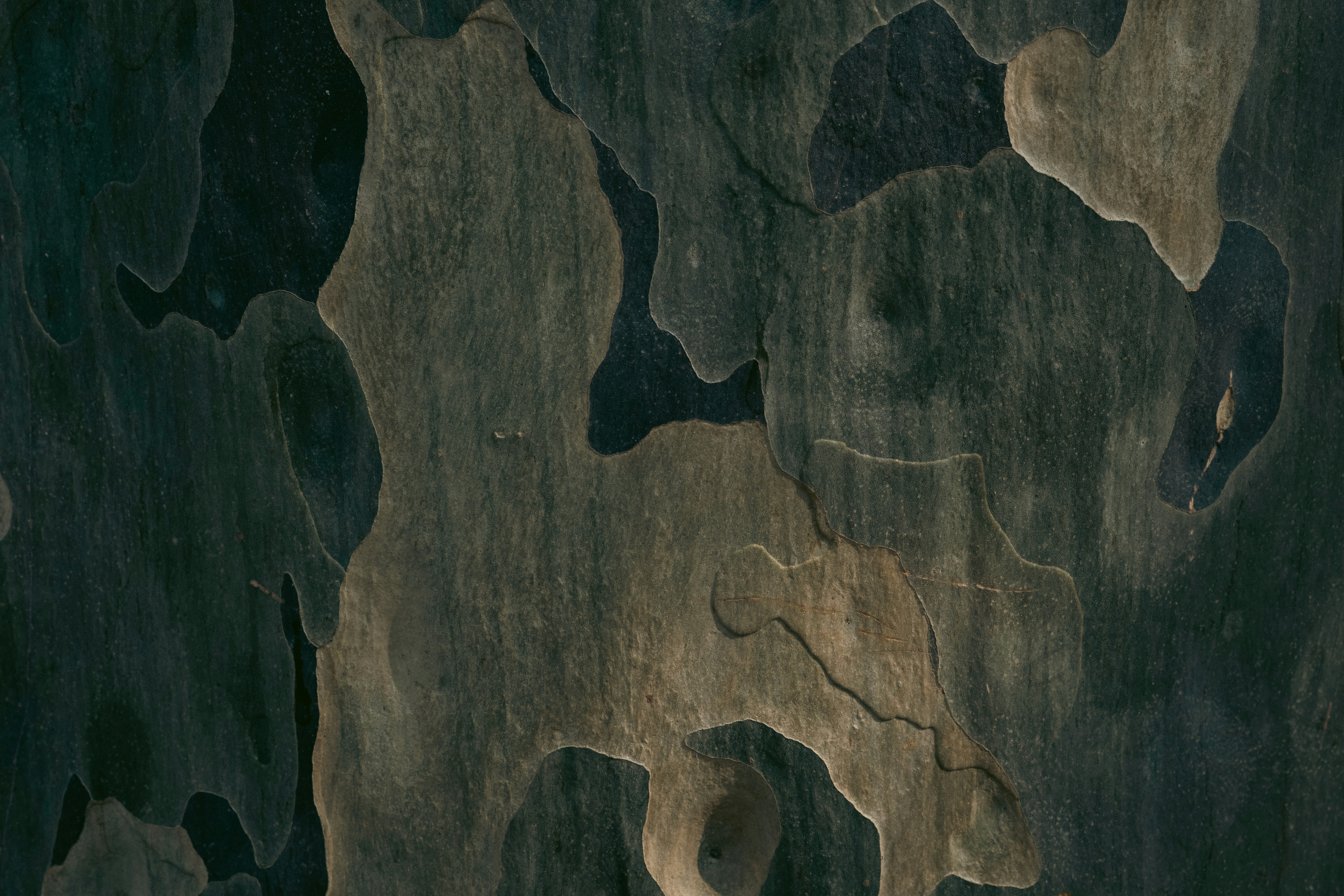 Tree bark texture