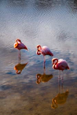 Three flamingos stand in the water.