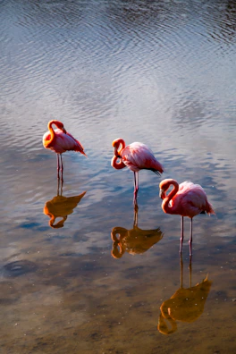Three flamingos stand in the water.