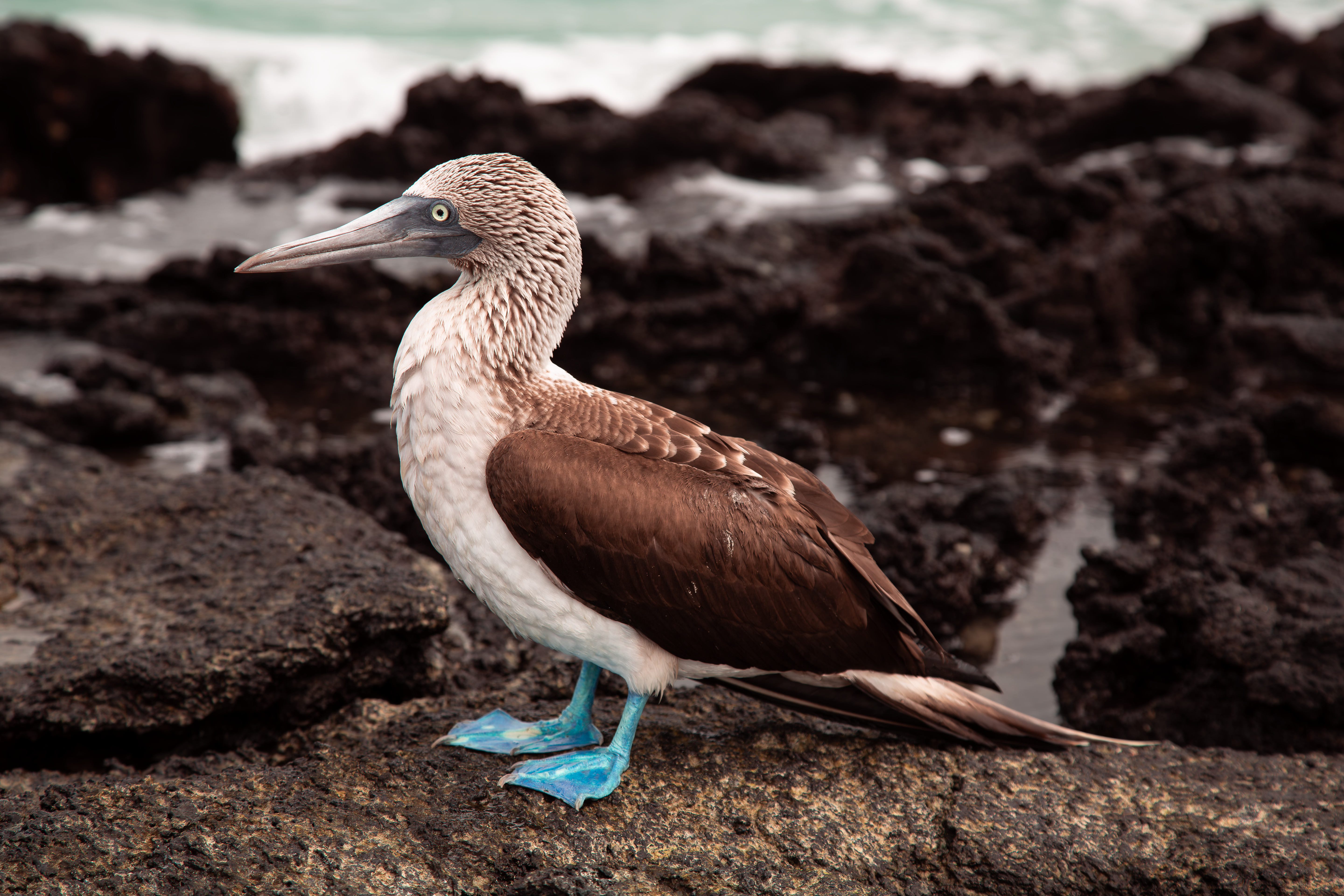Blue-footed booby standing on dark lava by the sea