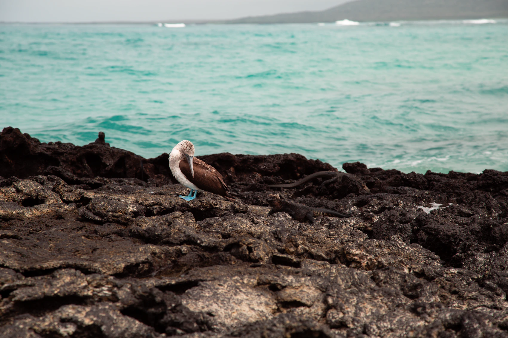 A blue-footed booby standing on the rocky shore in the Galápagos