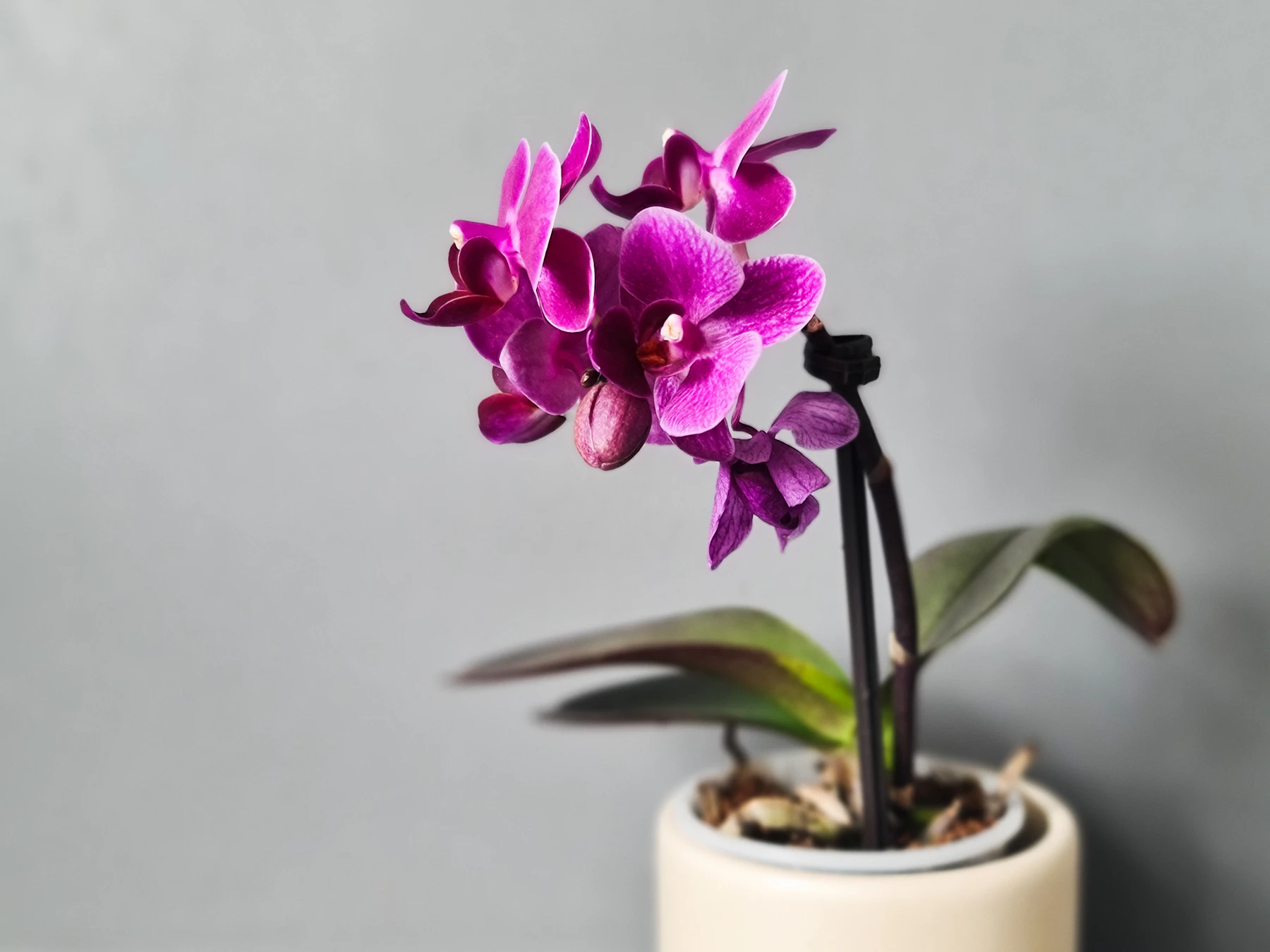 A small moth orchid in a cream pot against a gray wall, with firm green leaves and a spike of magenta flowers clipped to a black stake