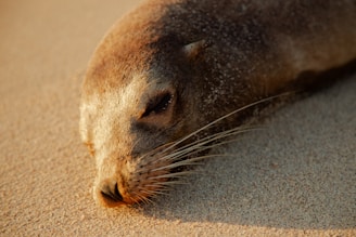 A seal napping peacefully on the beach.