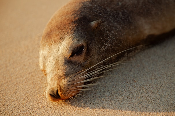 A seal napping peacefully on the beach.