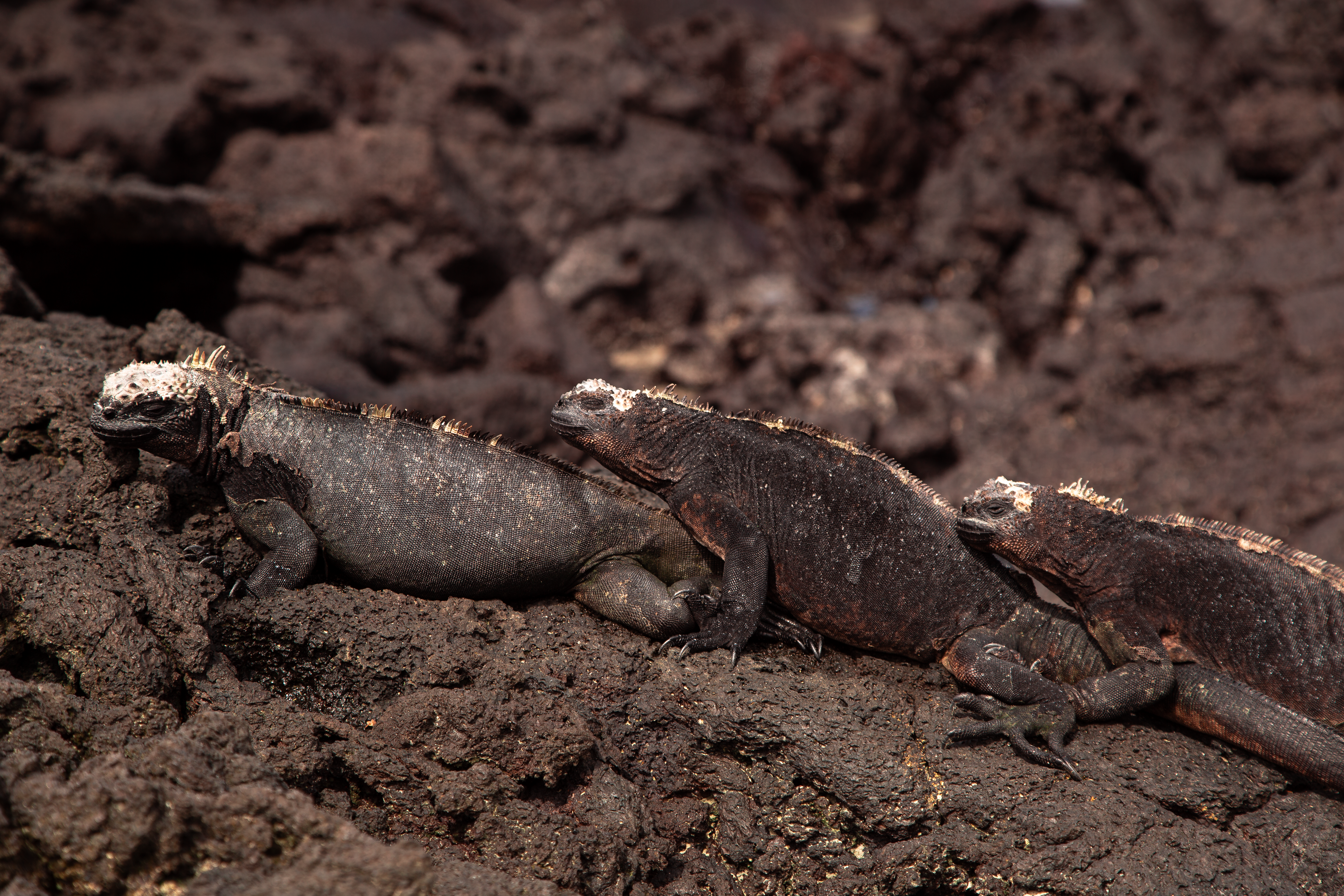 Support Organizations Fighting for Marine Iguanas (image credits: unsplash)