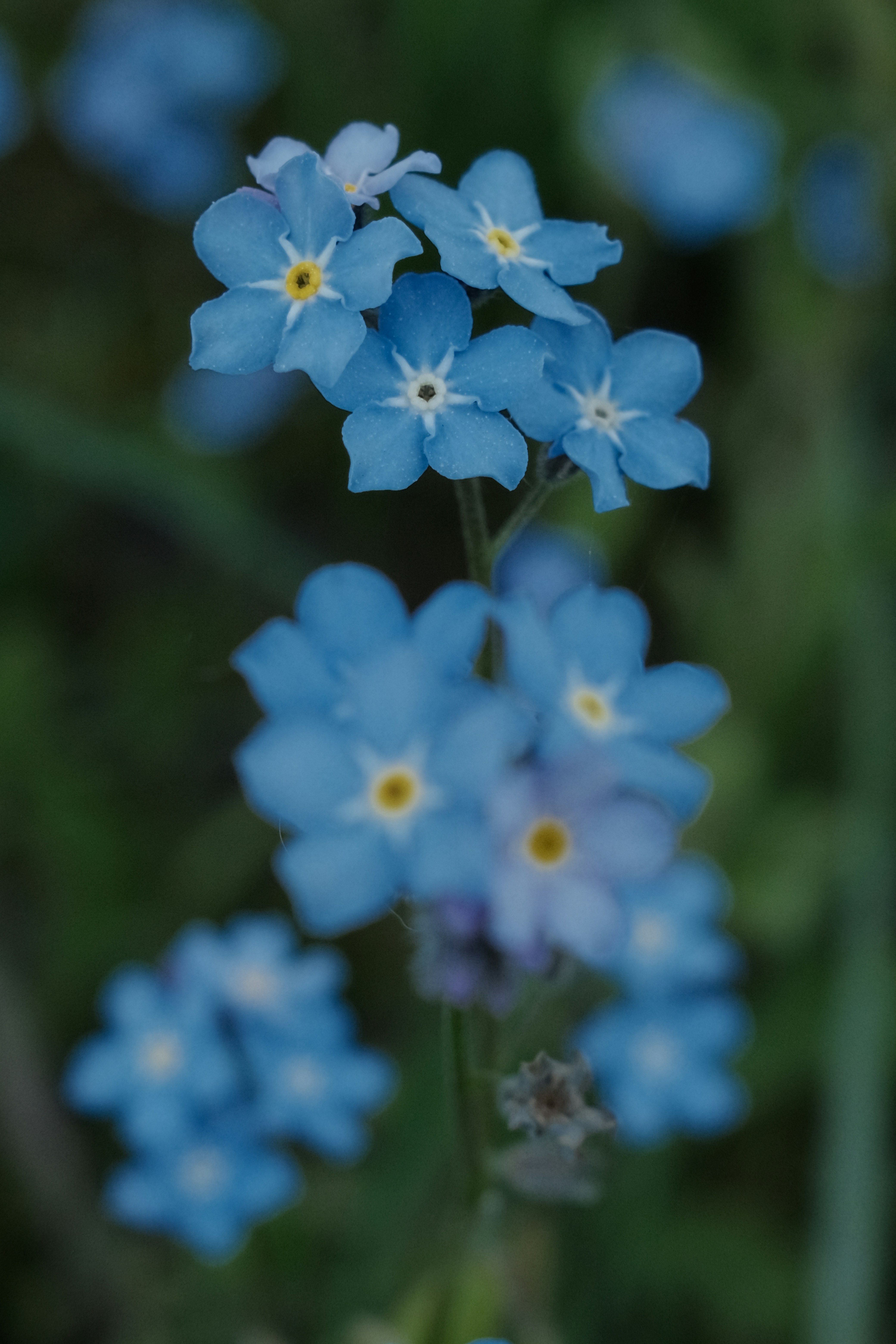 Photo by zapiatkina