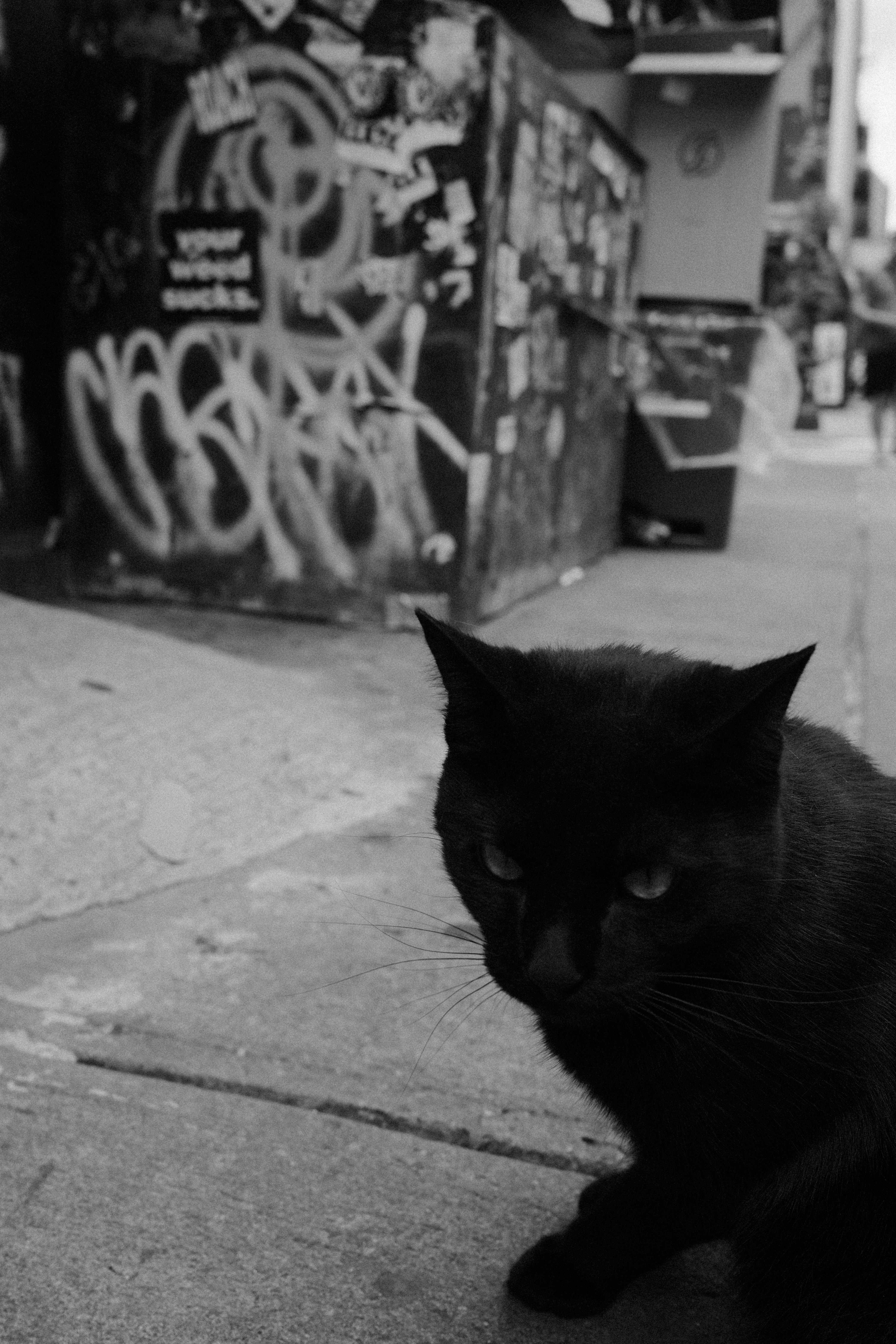 A black cat poses on a sidewalk. photo – Free Art Image on Unsplash