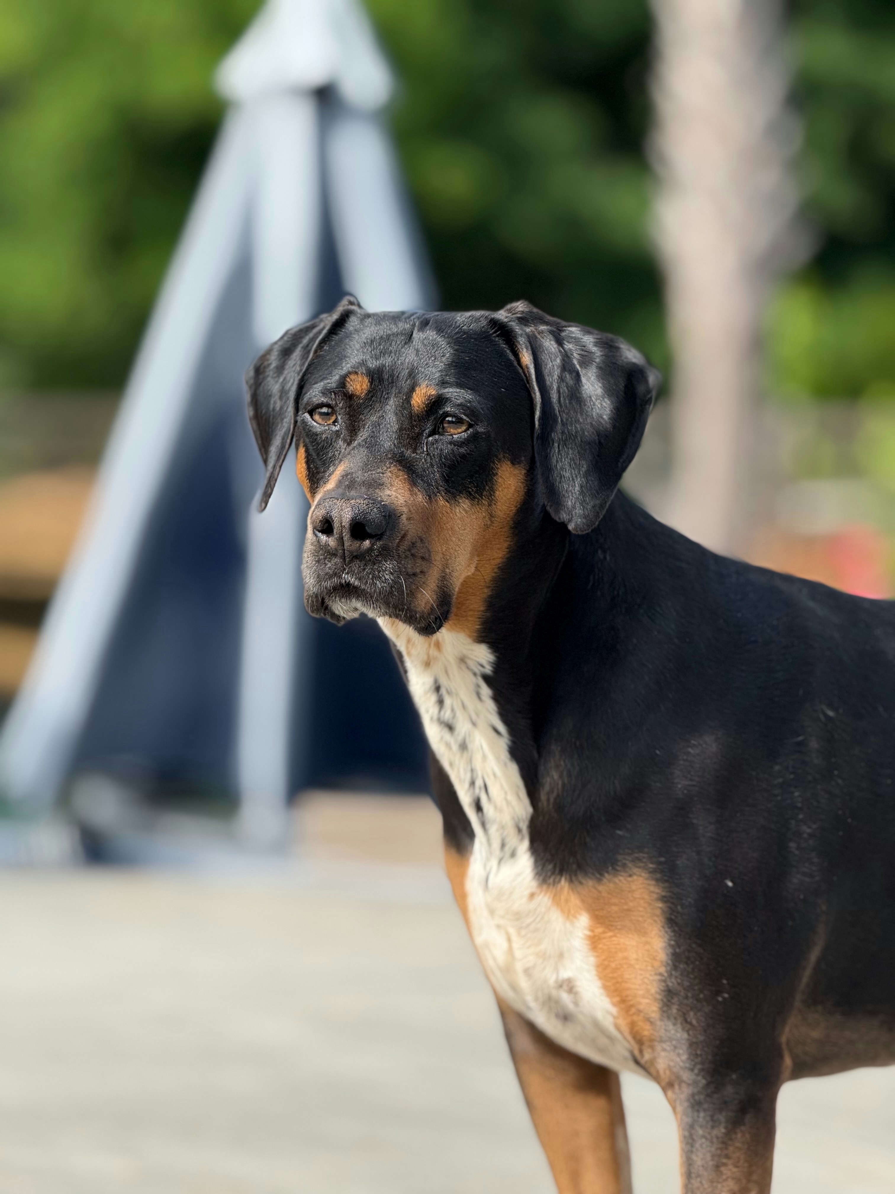 A handsome dog gazes at the camera.