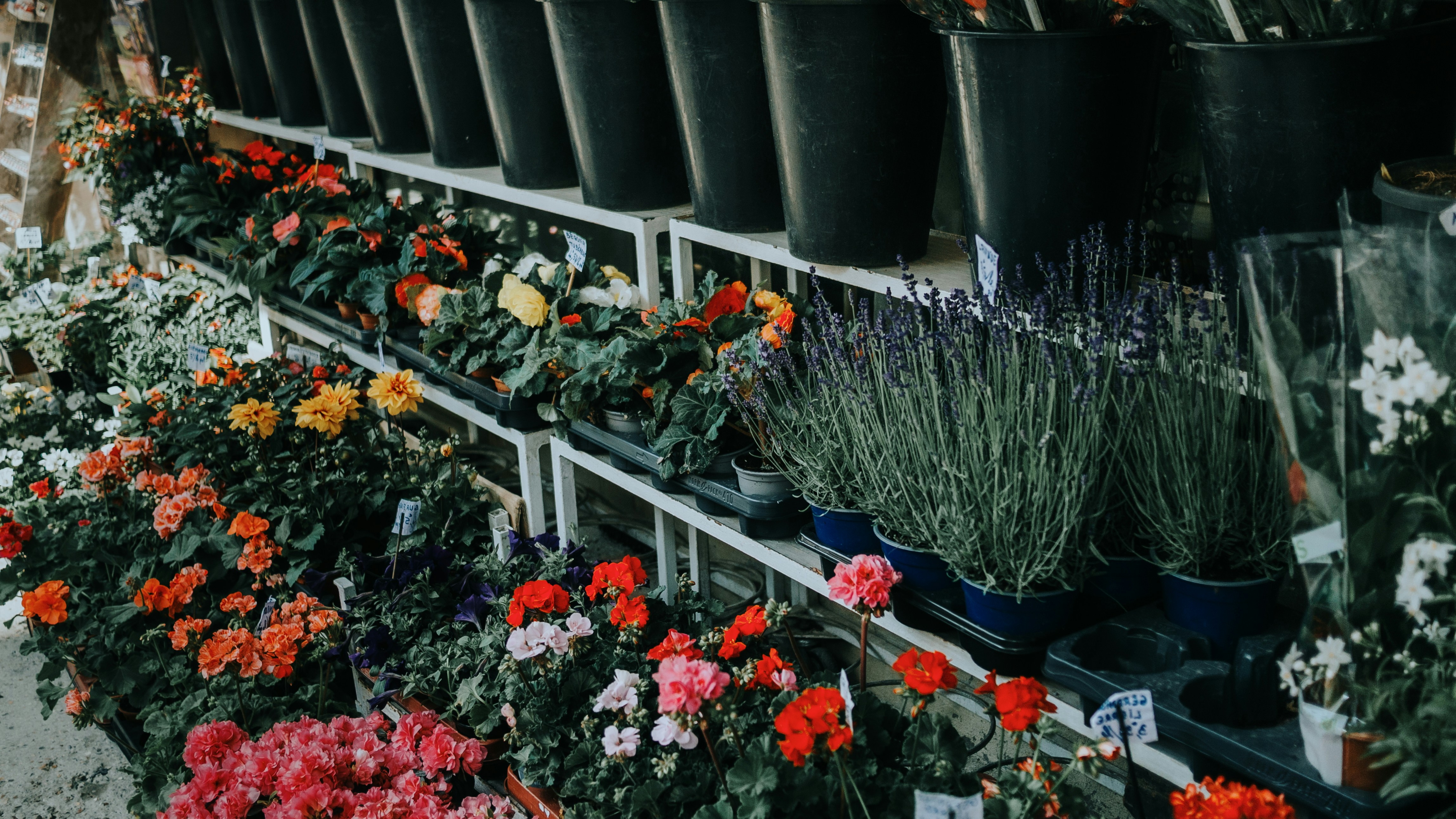 Photo by candegrapher