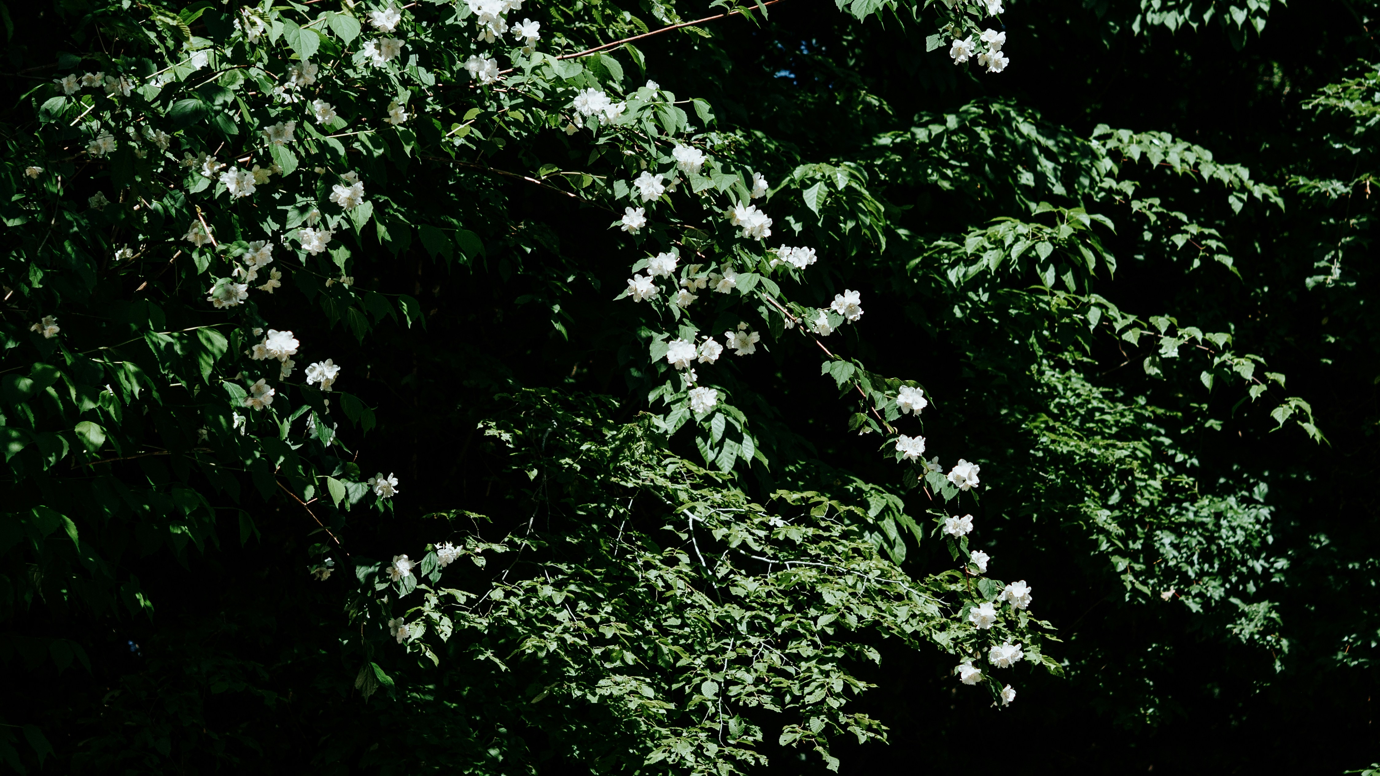 Photo by candegrapher