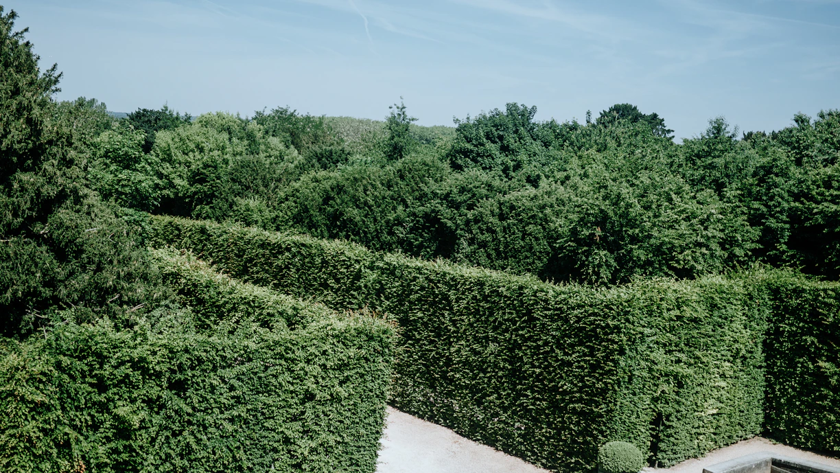 A green maze leads to the lush forest.