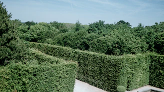 A green maze leads to the lush forest.