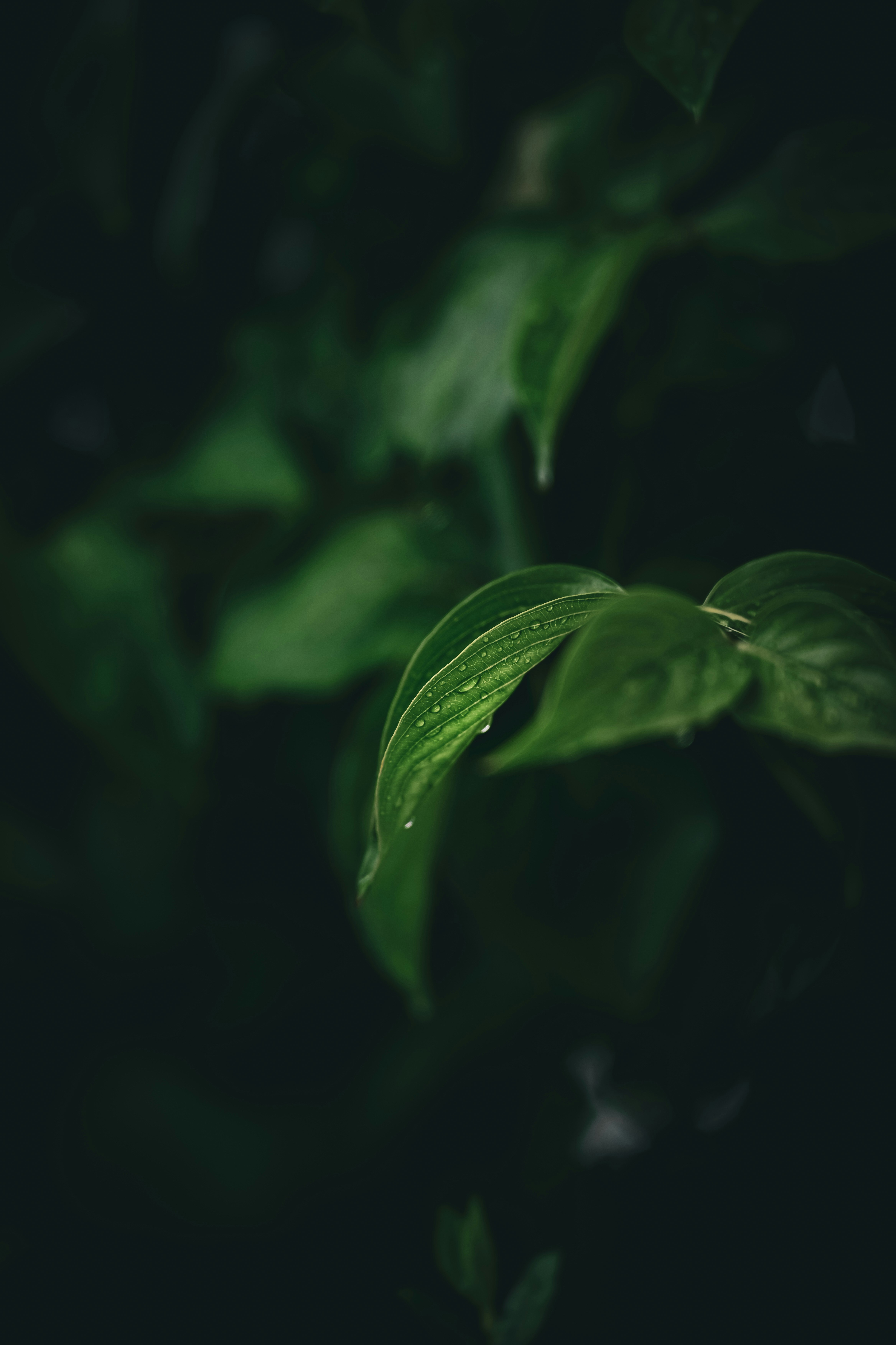 Photo by nenadkaevik