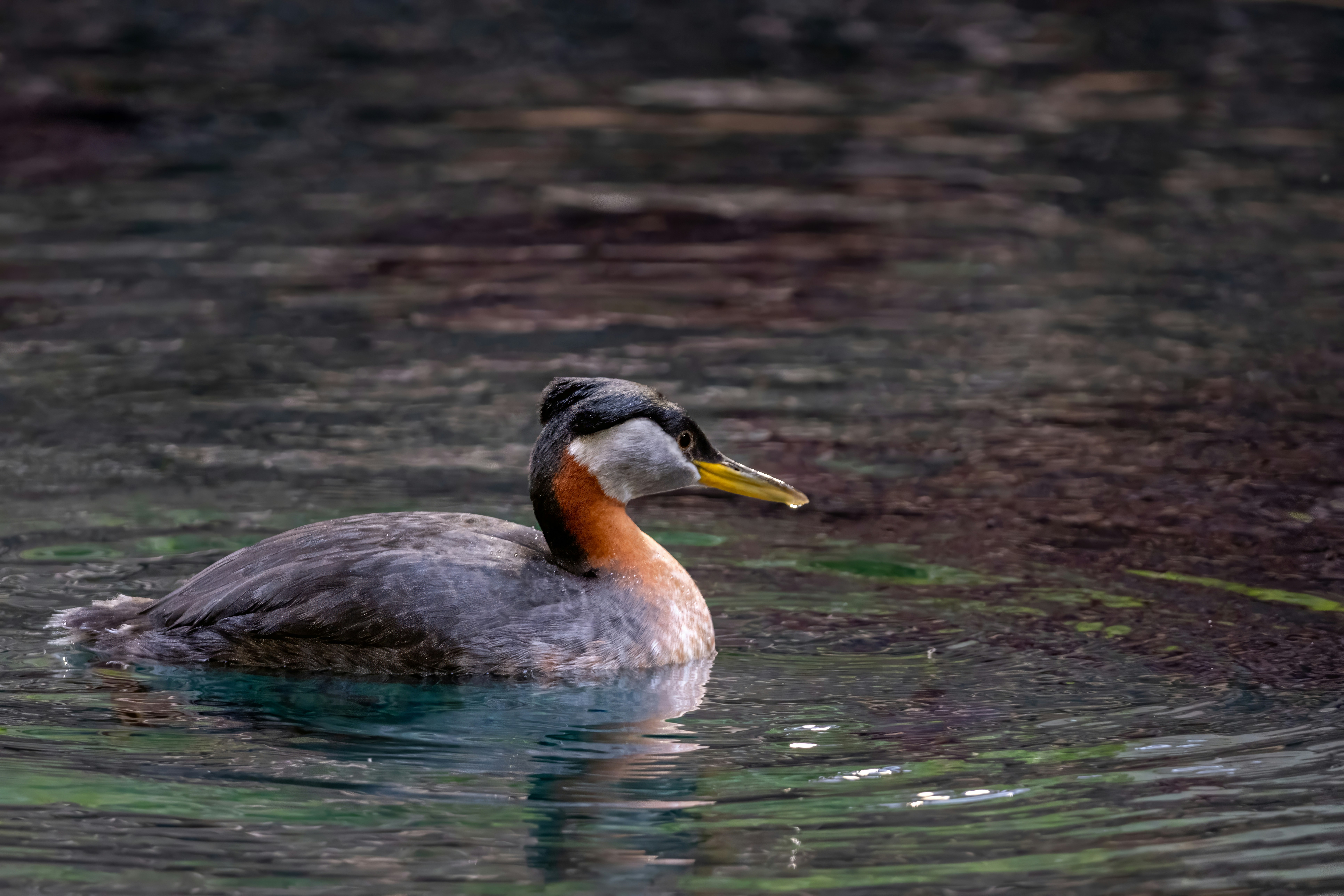 Photo by alexandredaoust