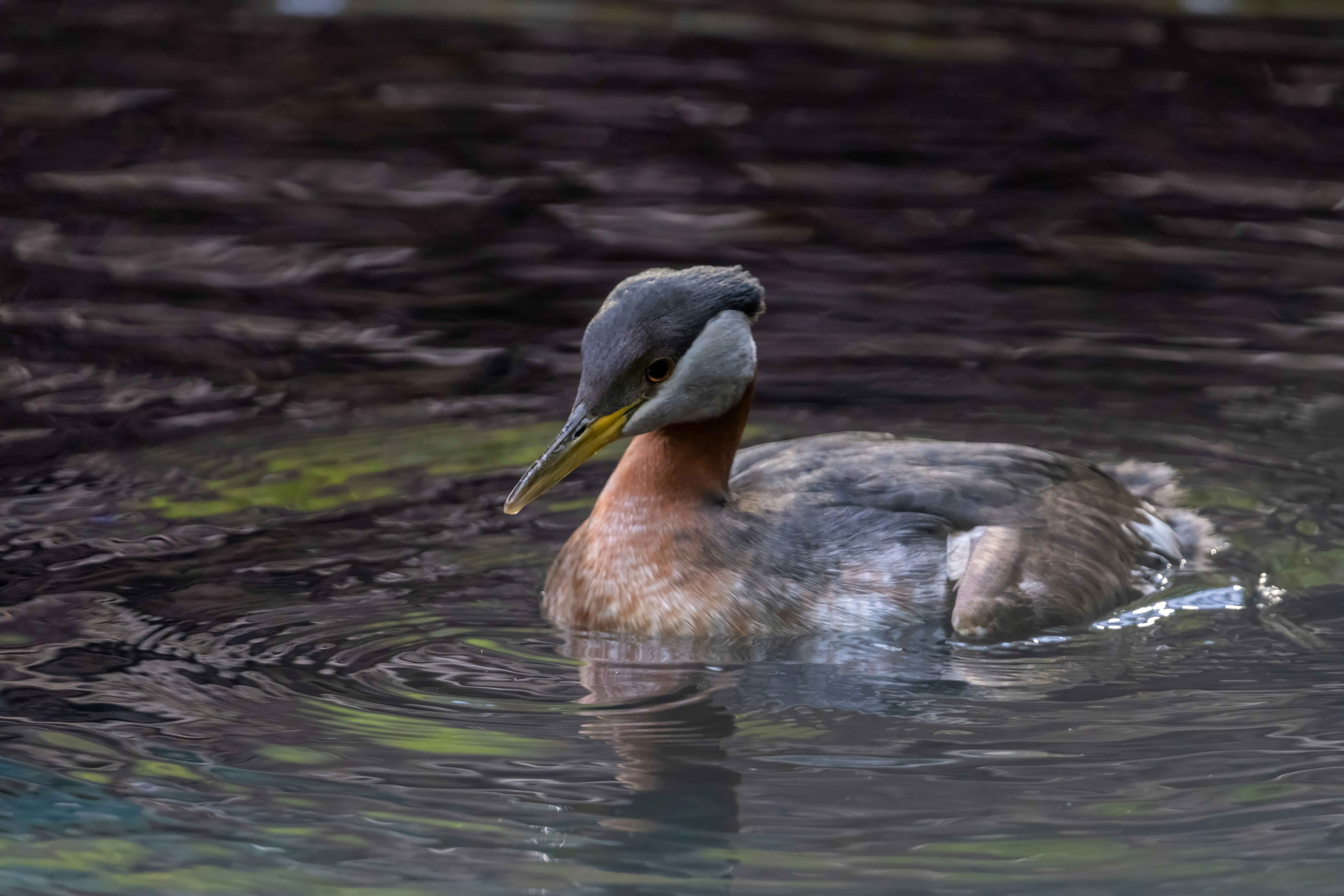 Photo by alexandredaoust