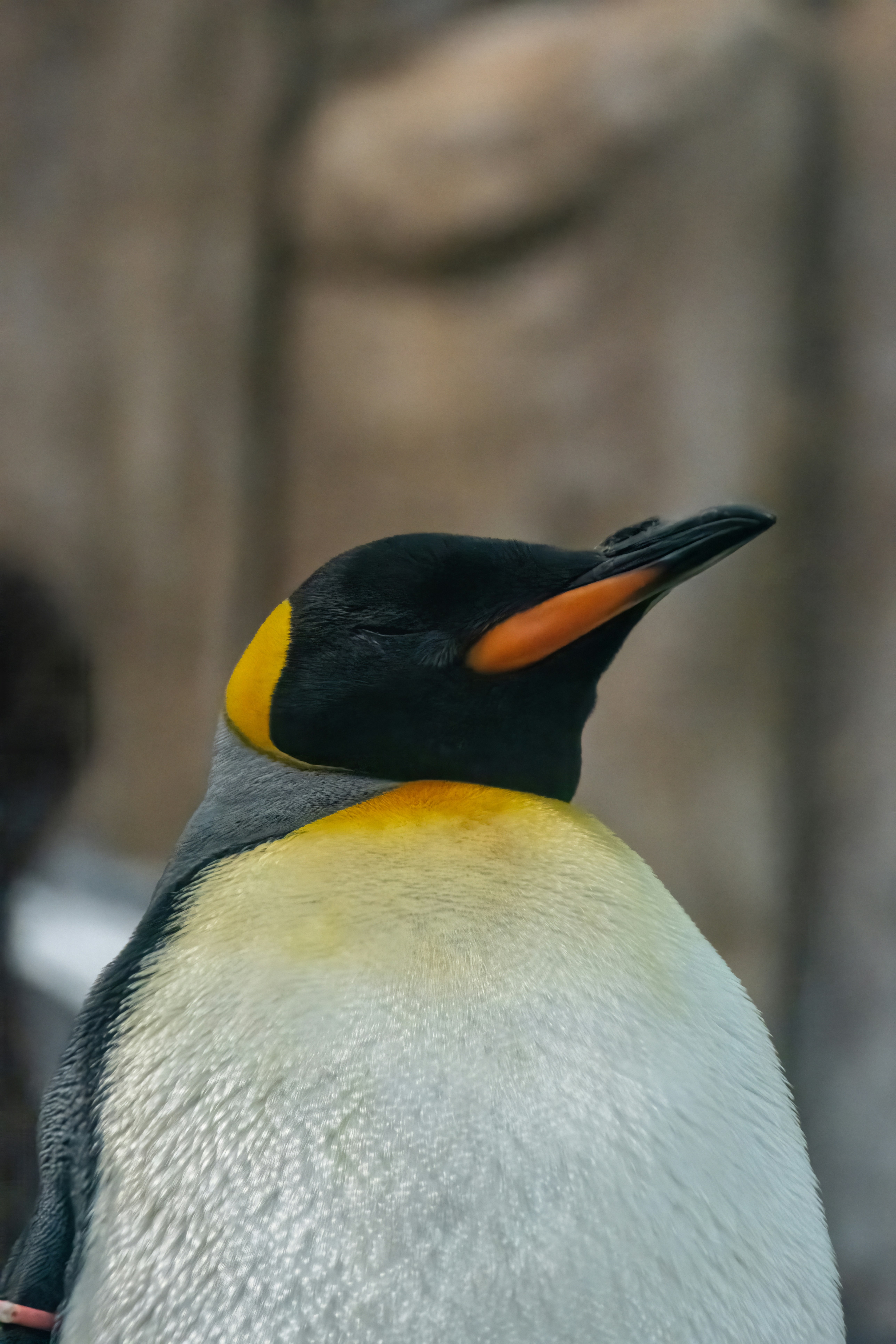 Emperor Penguin - The Ultimate Cold Weather Dad (image credits: unsplash)