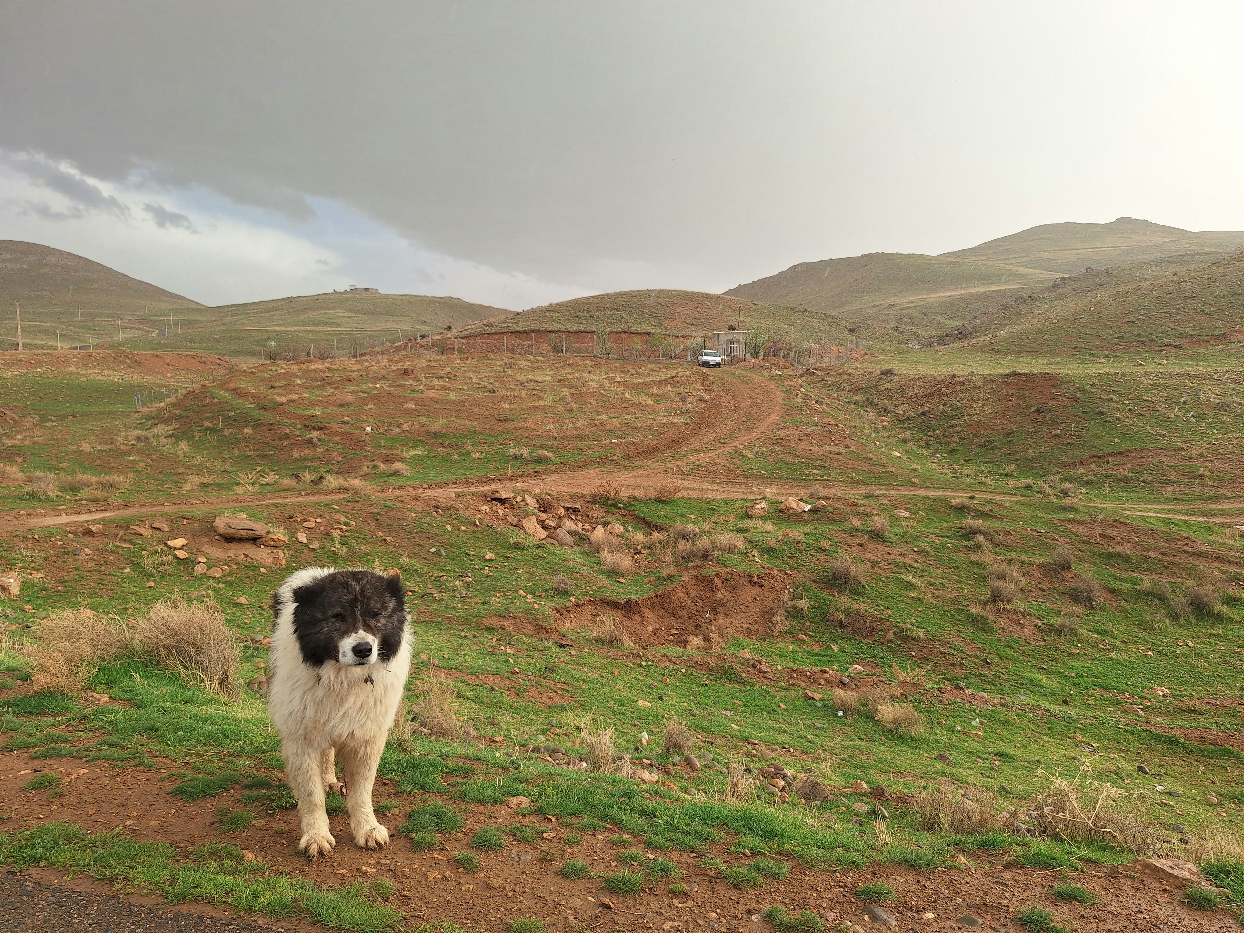 A dog stands on a hillside with a cloudy sky.