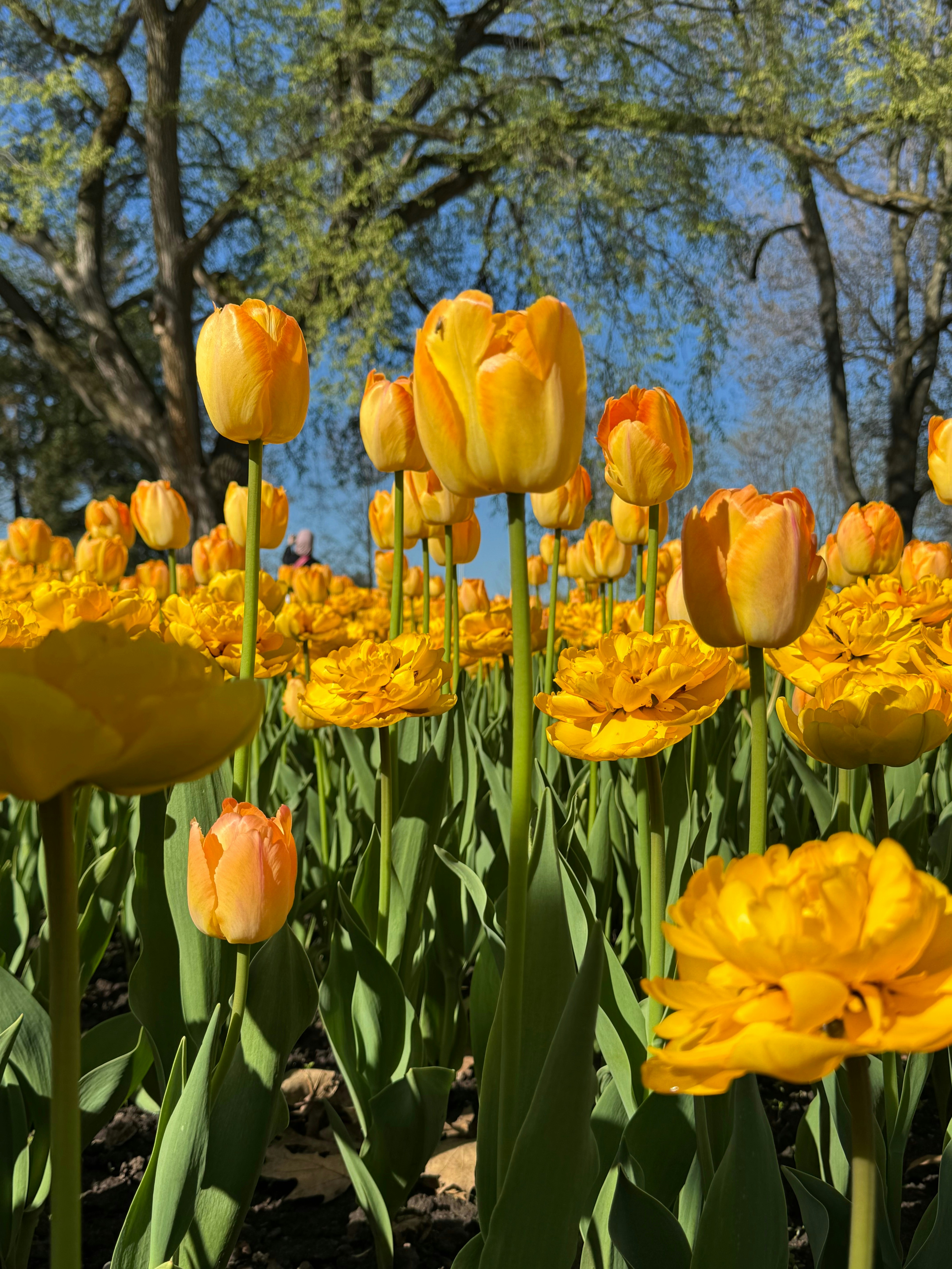 Yellow tulips bloom brightly in a spring garden.