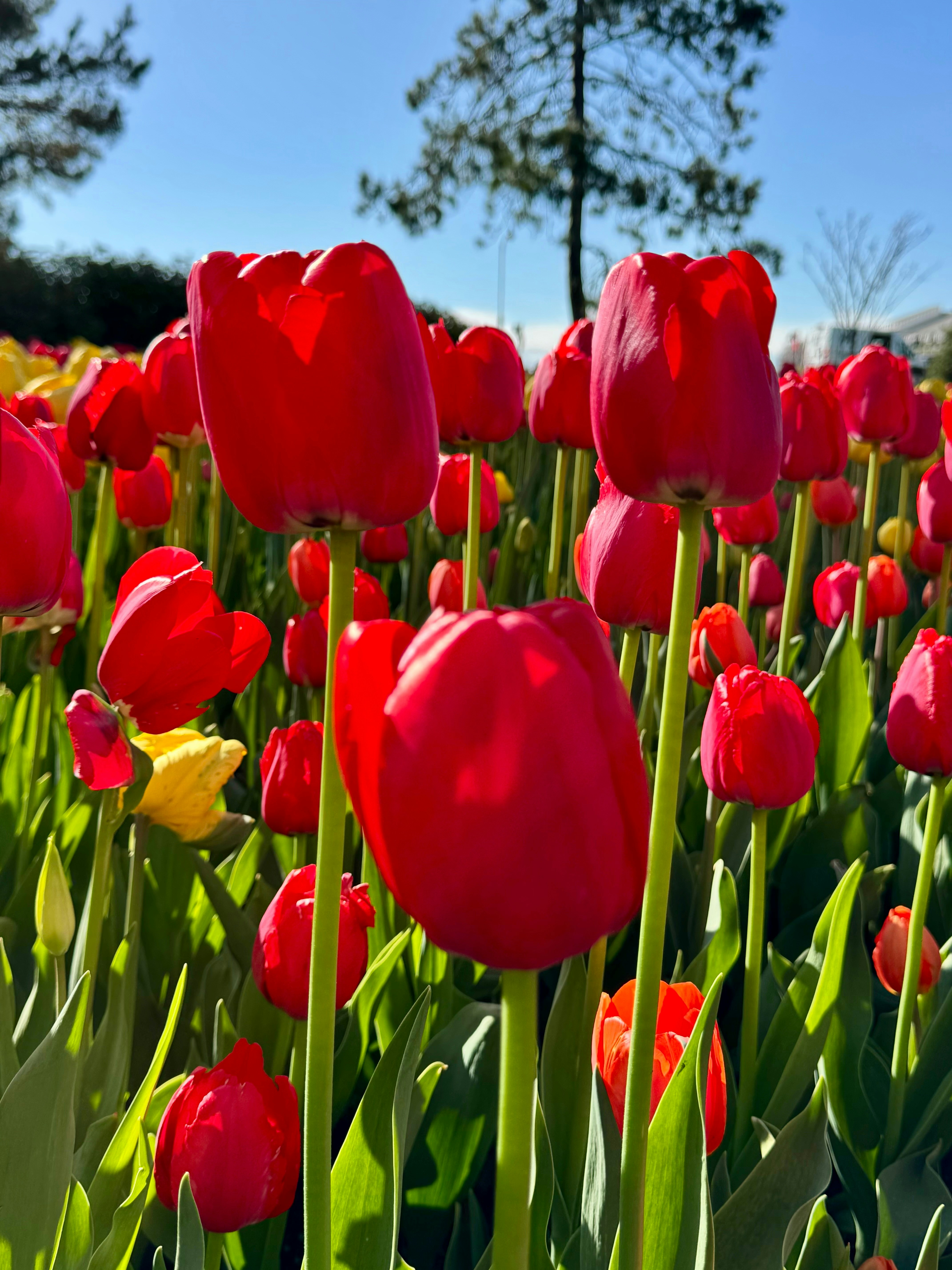 Bright red tulips bloom in the sun.