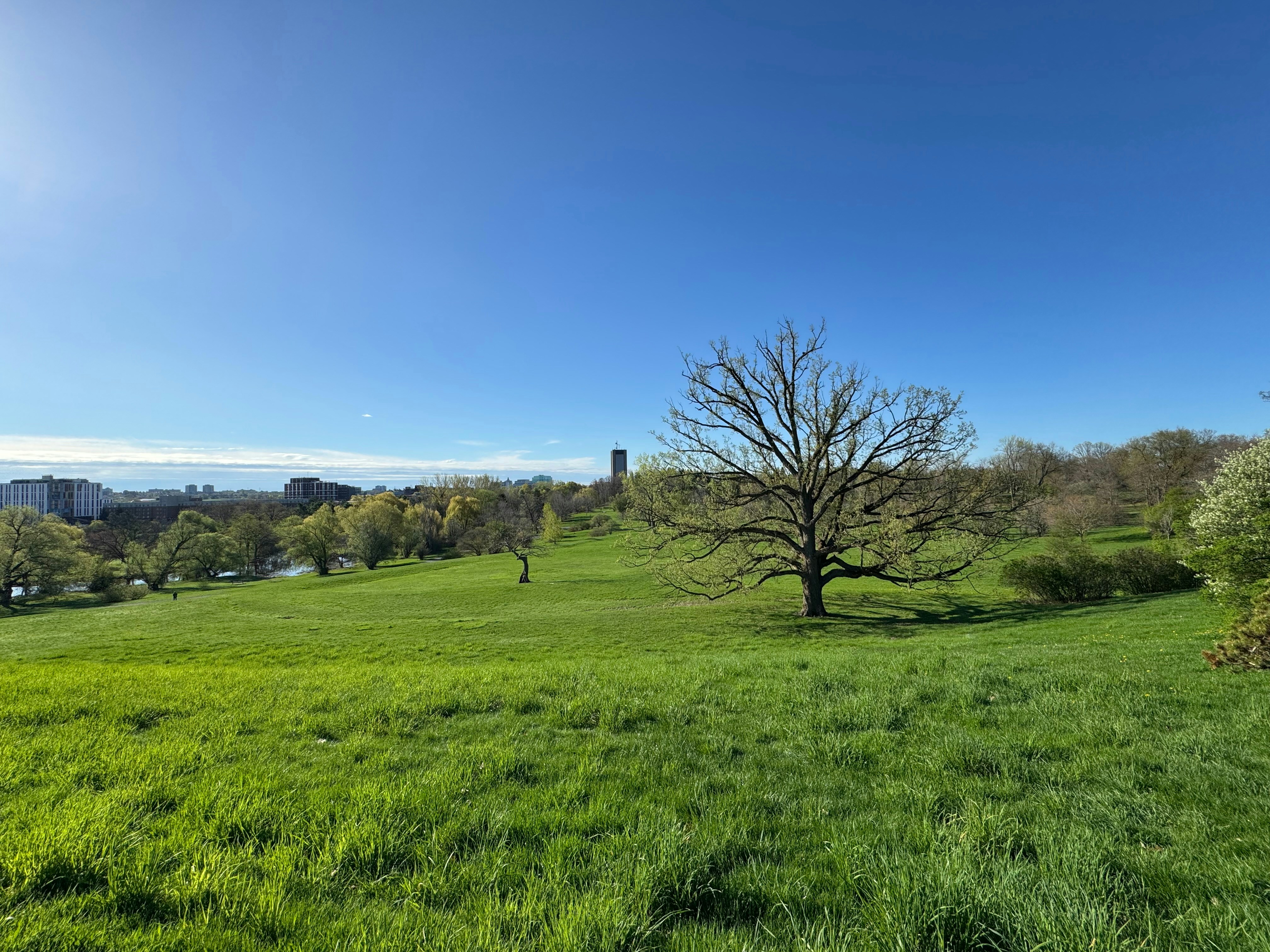 A green meadow under a clear, blue sky.
