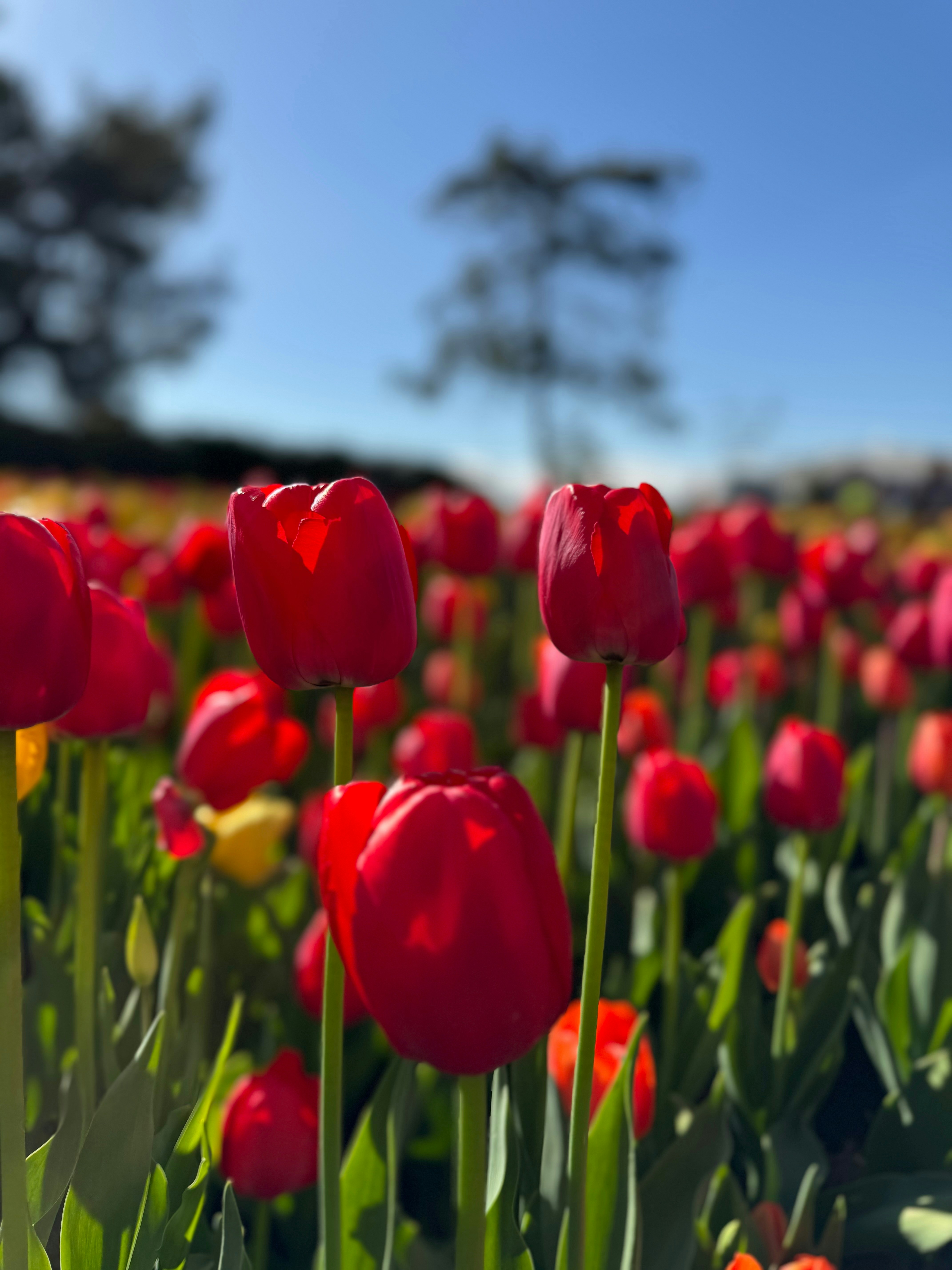 Red tulips bloom brightly under a sunny sky.