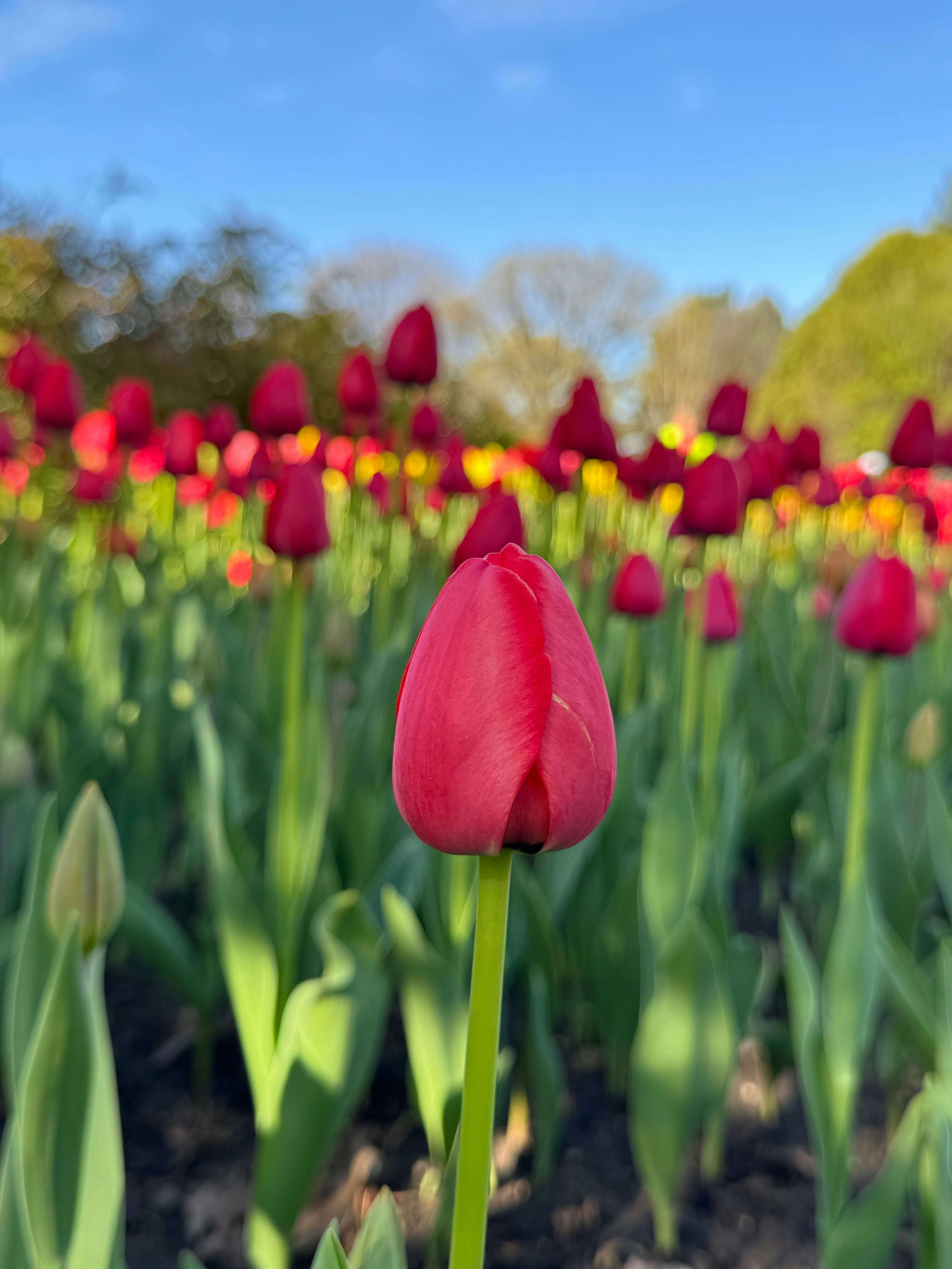 Red tulips bloom in a colorful garden.