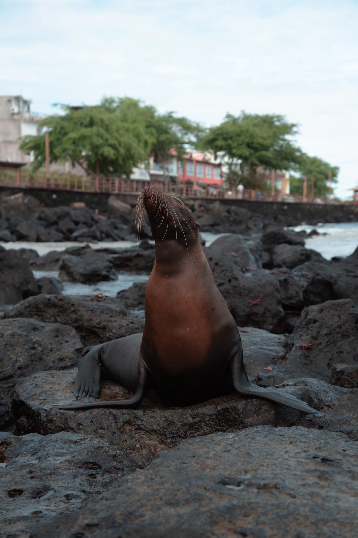 Sea lion on San Cristóbal