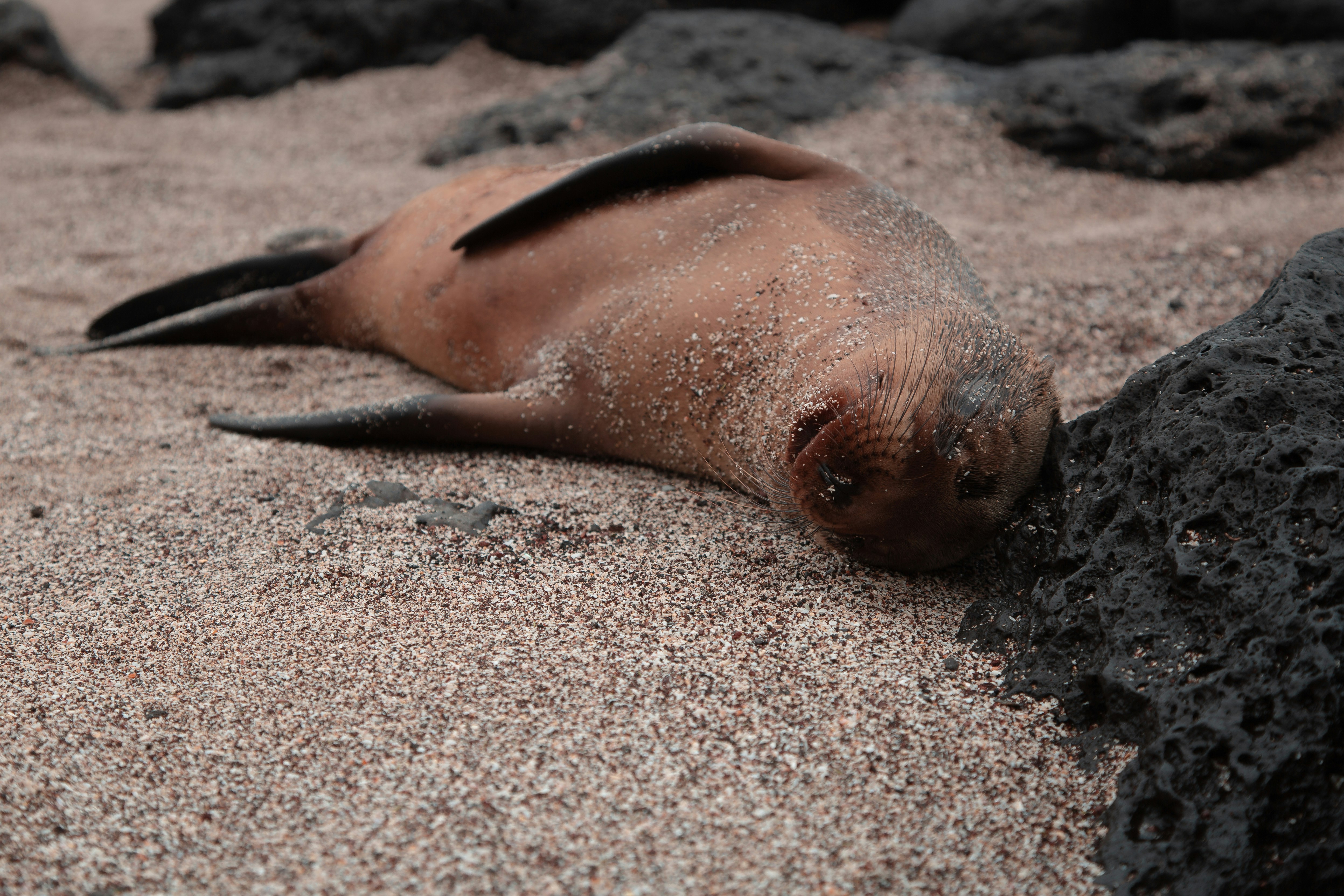 Galapagos sea lion lying beside black lava rock