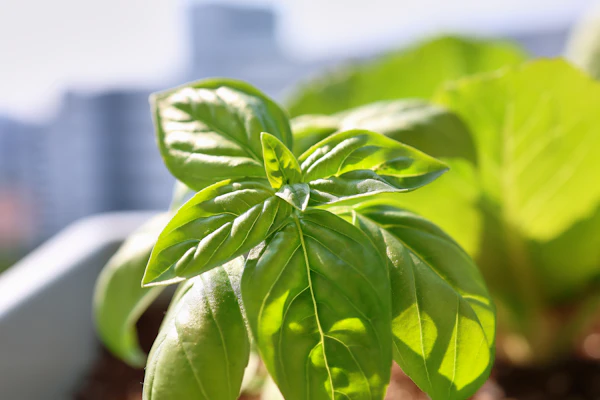 Genovese basil
