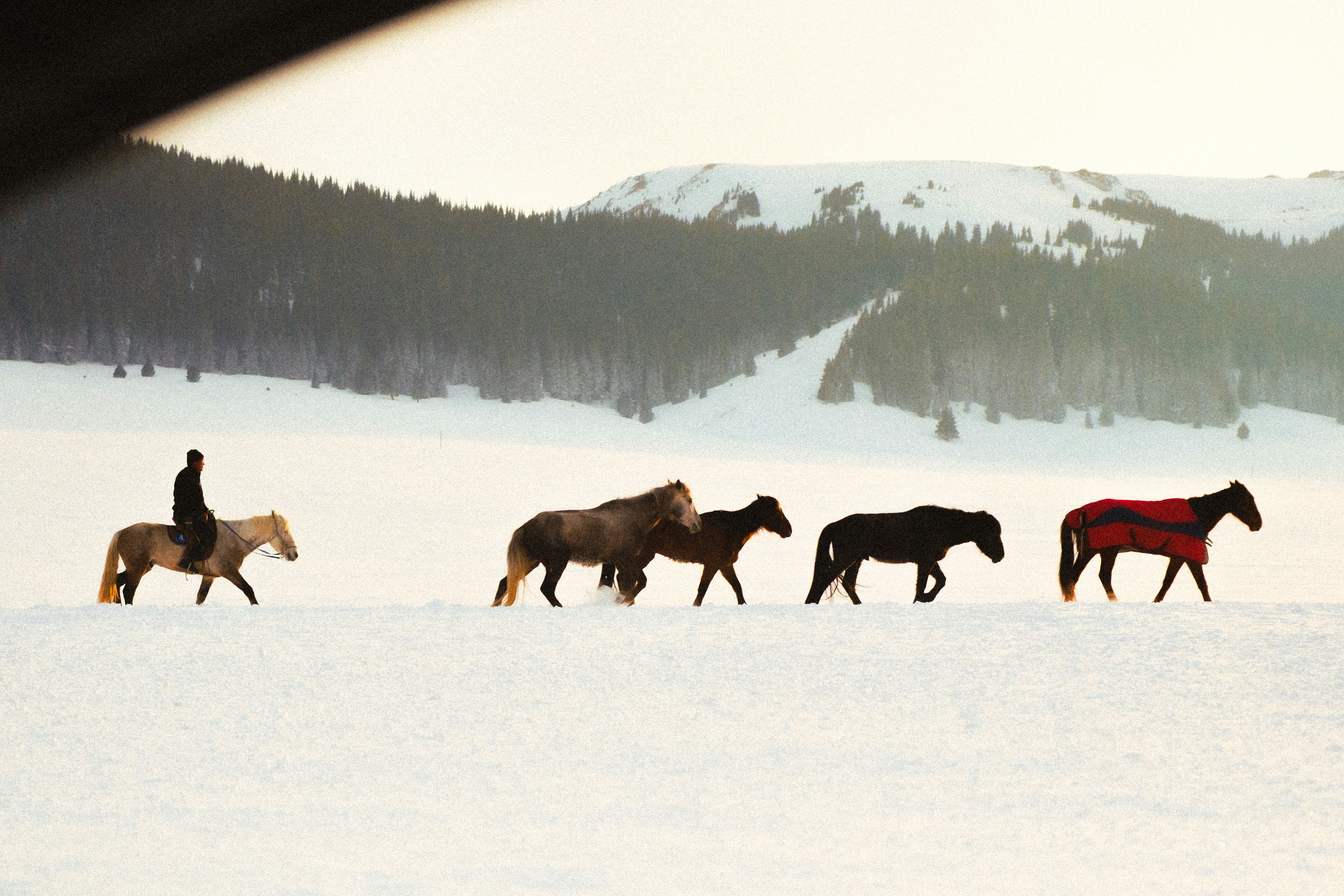 Horses and rider traverse snow-covered landscape.