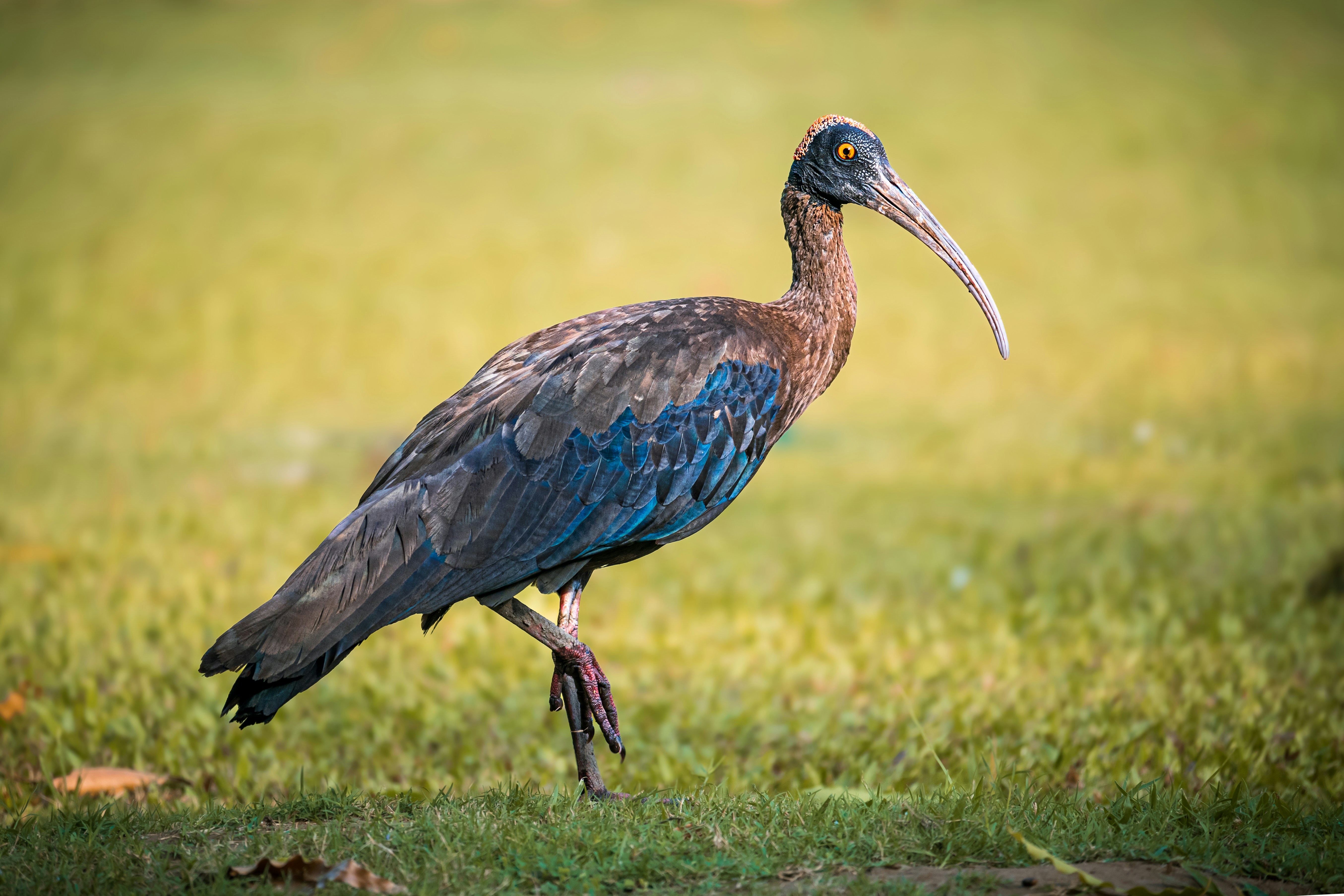 Photo by faheem_2911