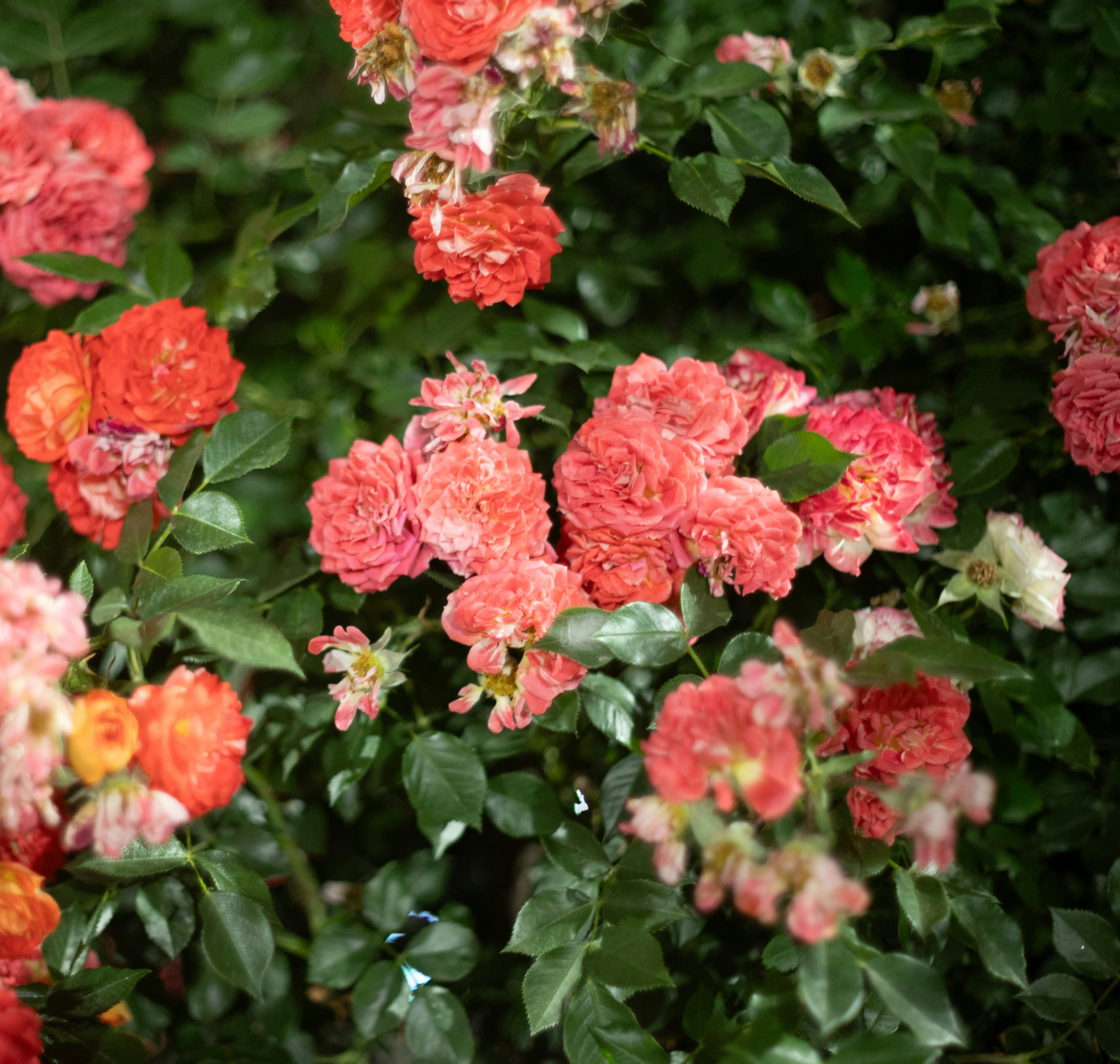 Photo by nikol_royce