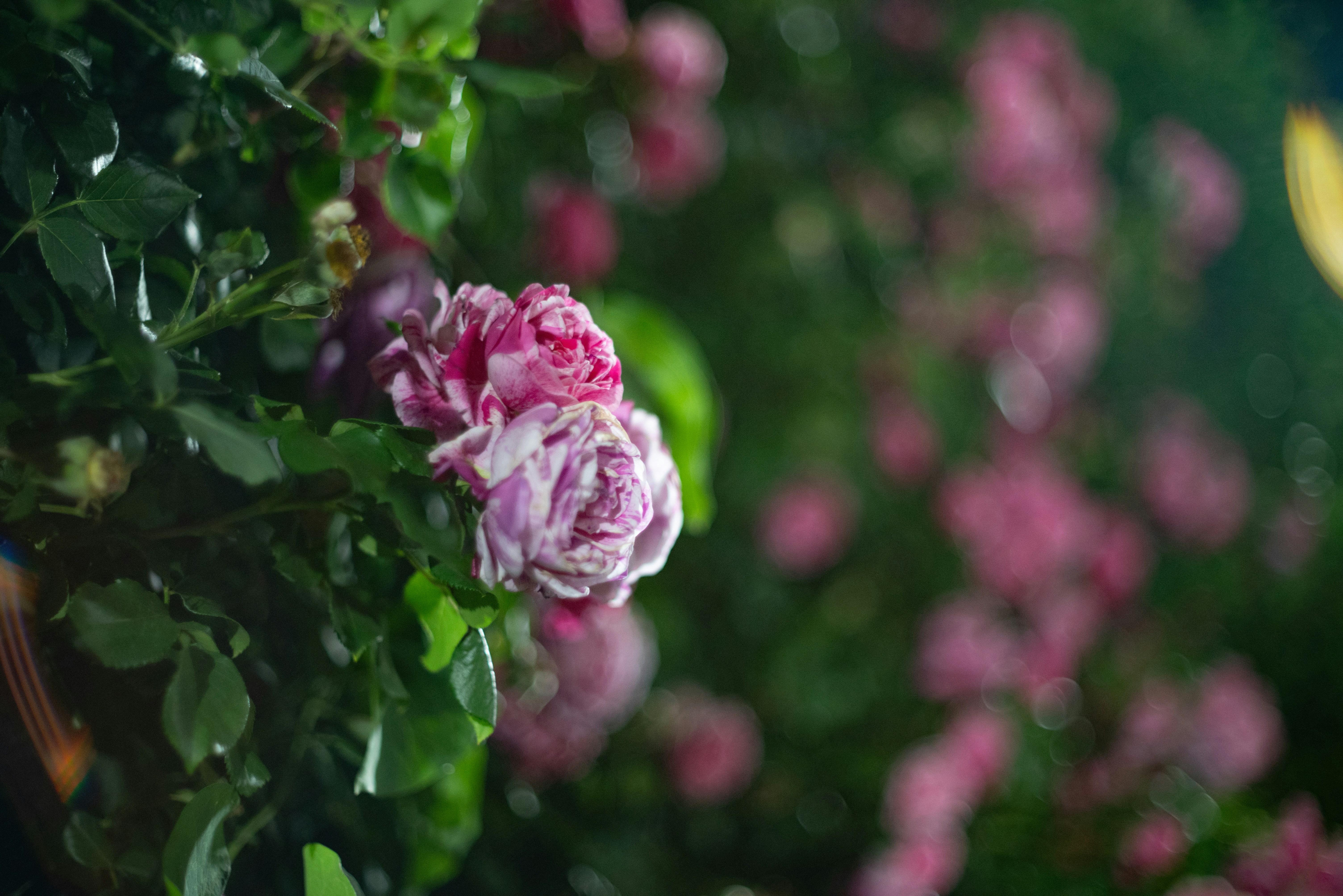 Pink roses bloom in a lush garden. photo – Free Summer flowers Image on ...
