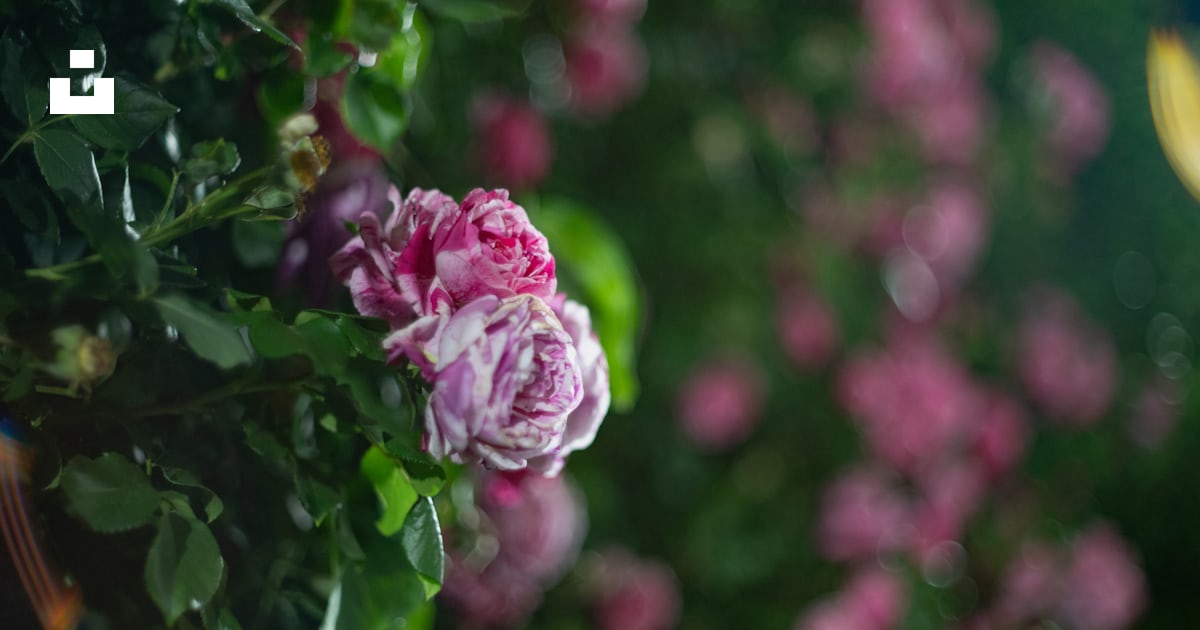 Pink roses bloom in a lush garden. photo – Free Summer flowers Image on ...
