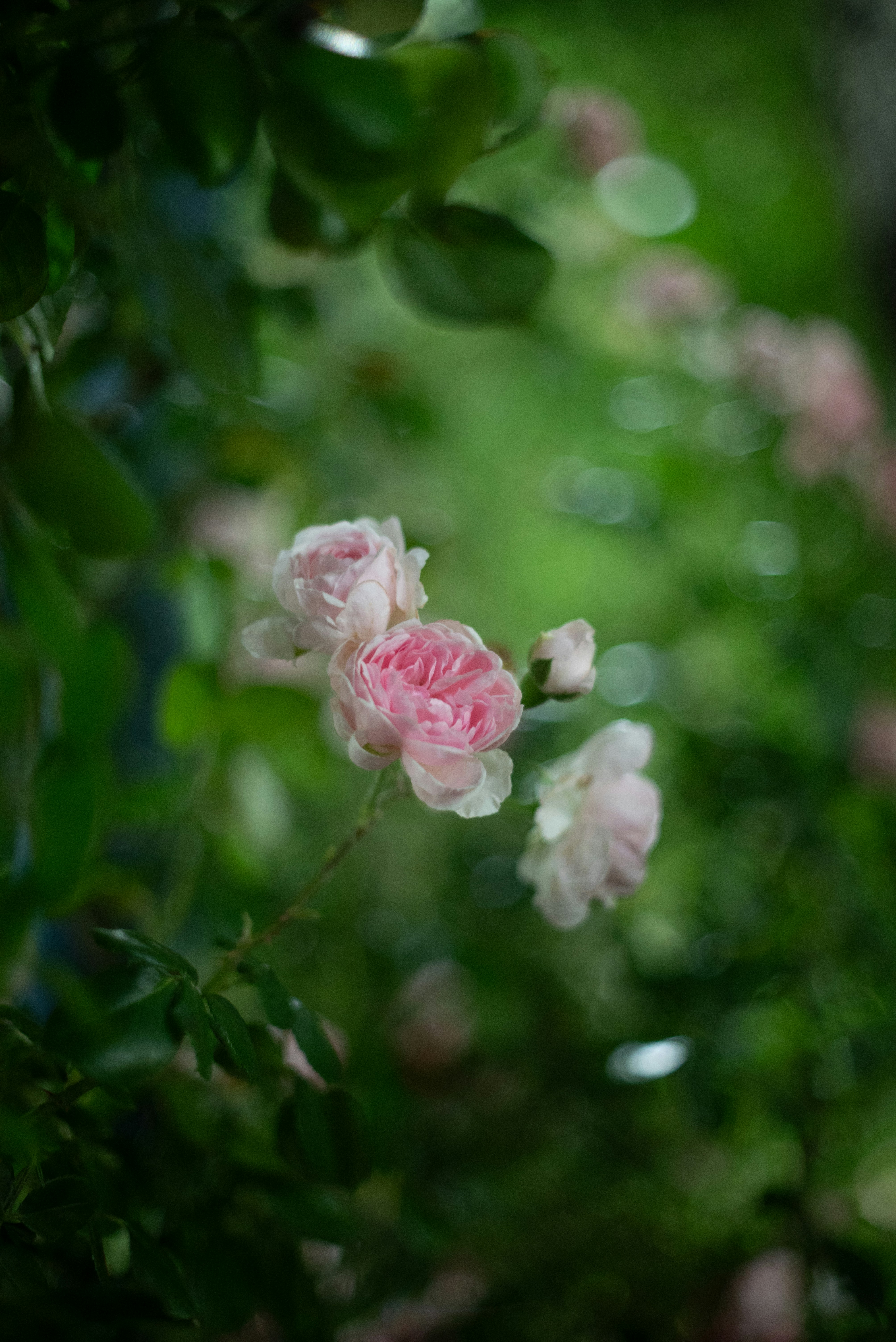 Photo by nikol_royce