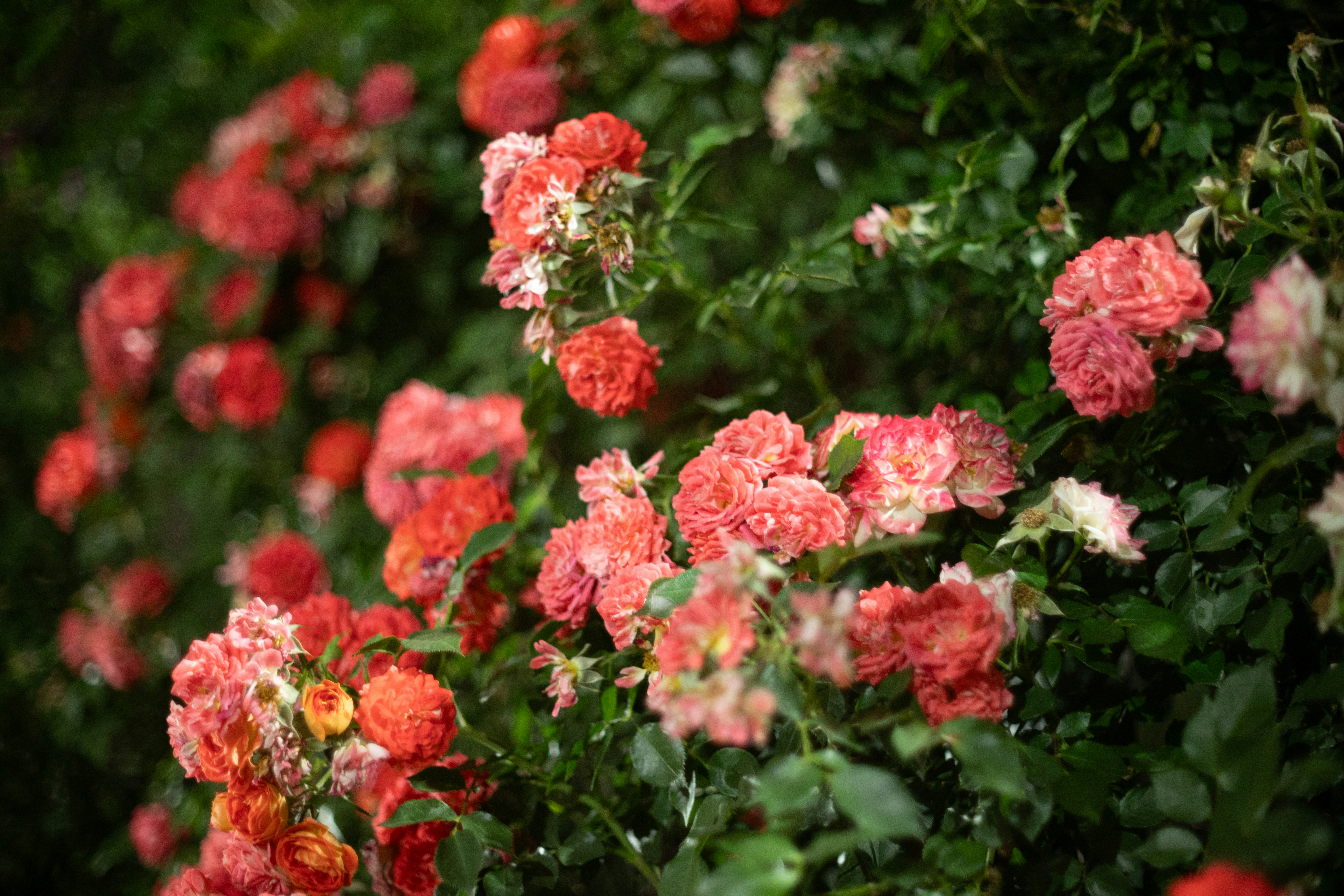 Photo by nikol_royce