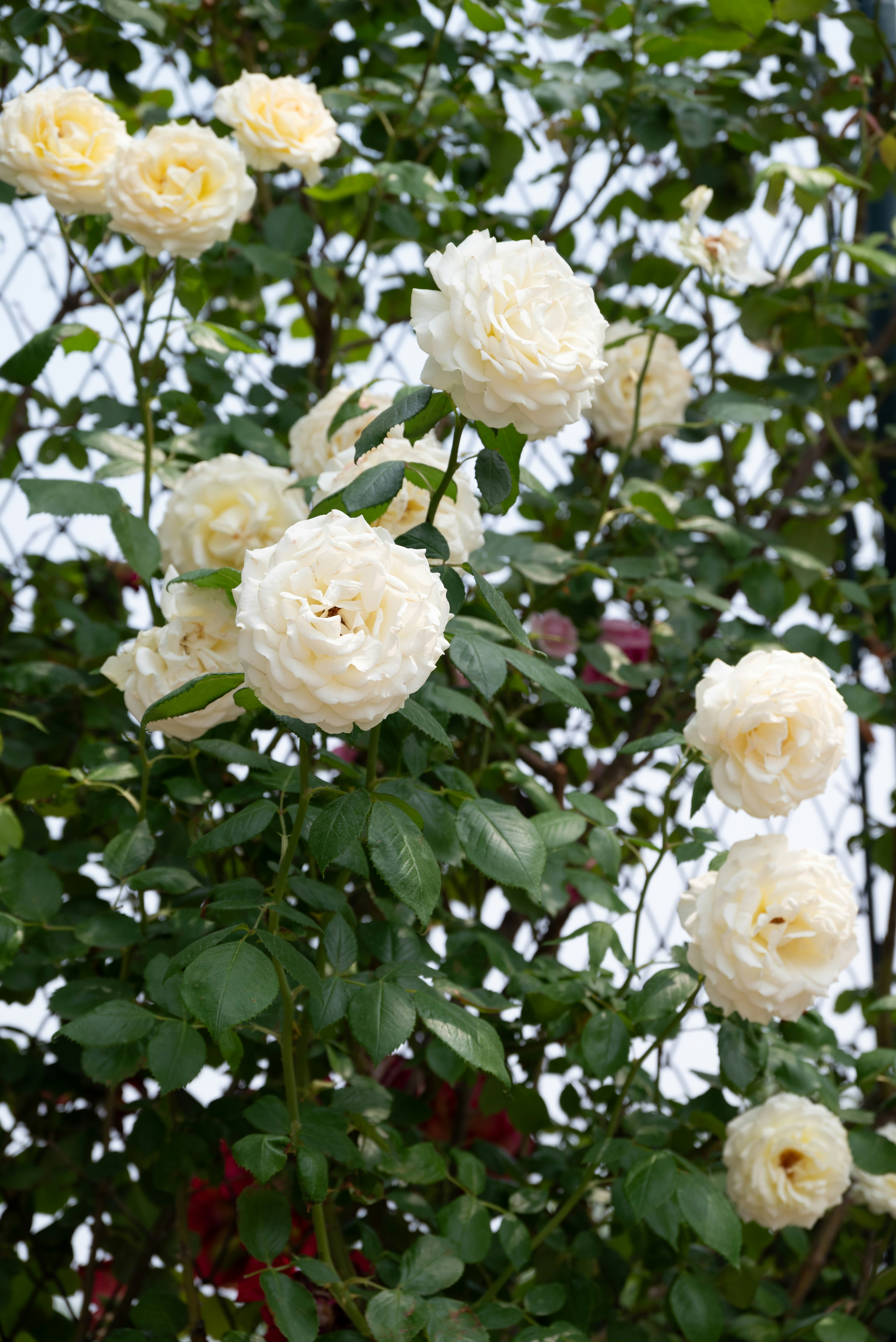 Photo by nikol_royce