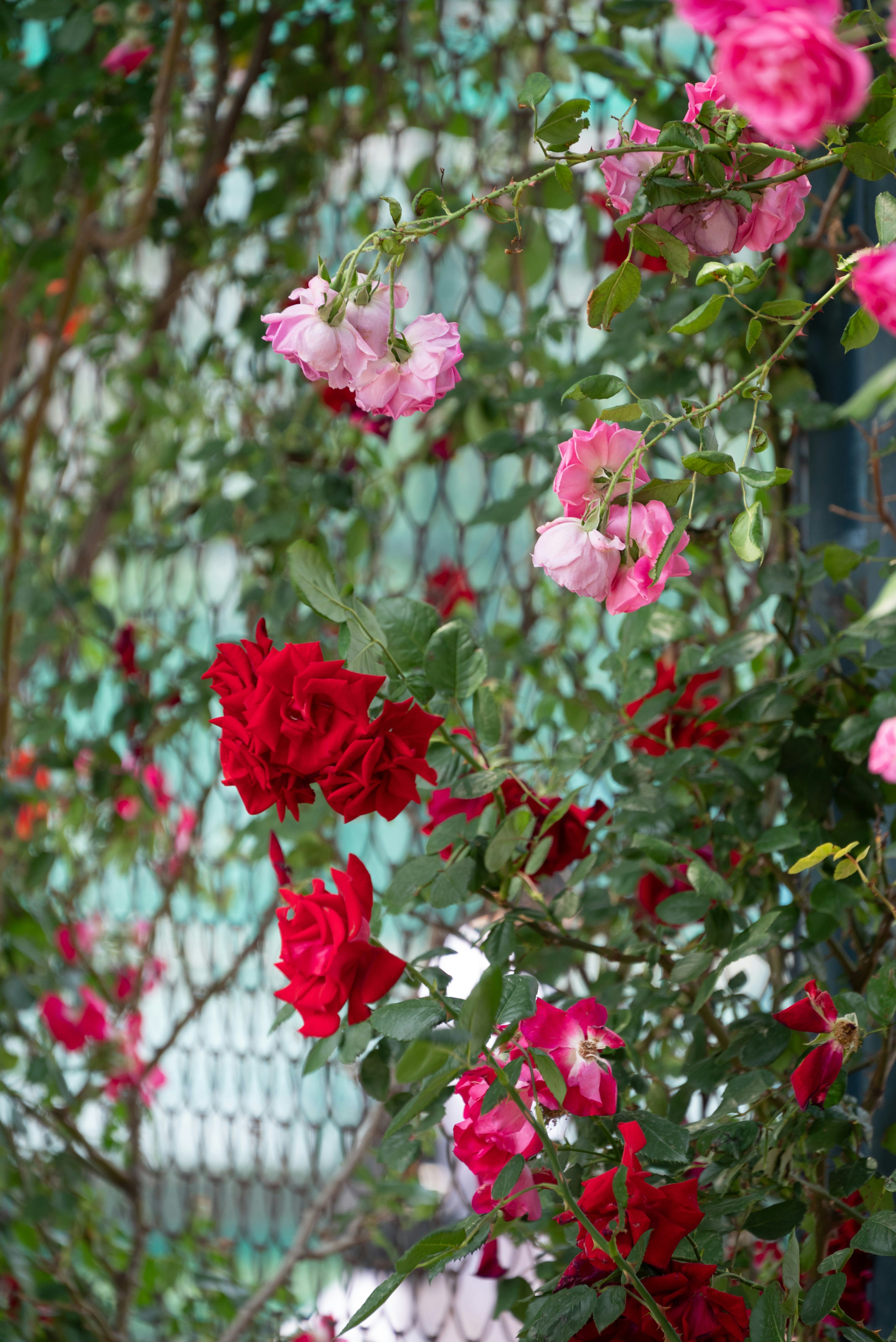 Photo by nikol_royce