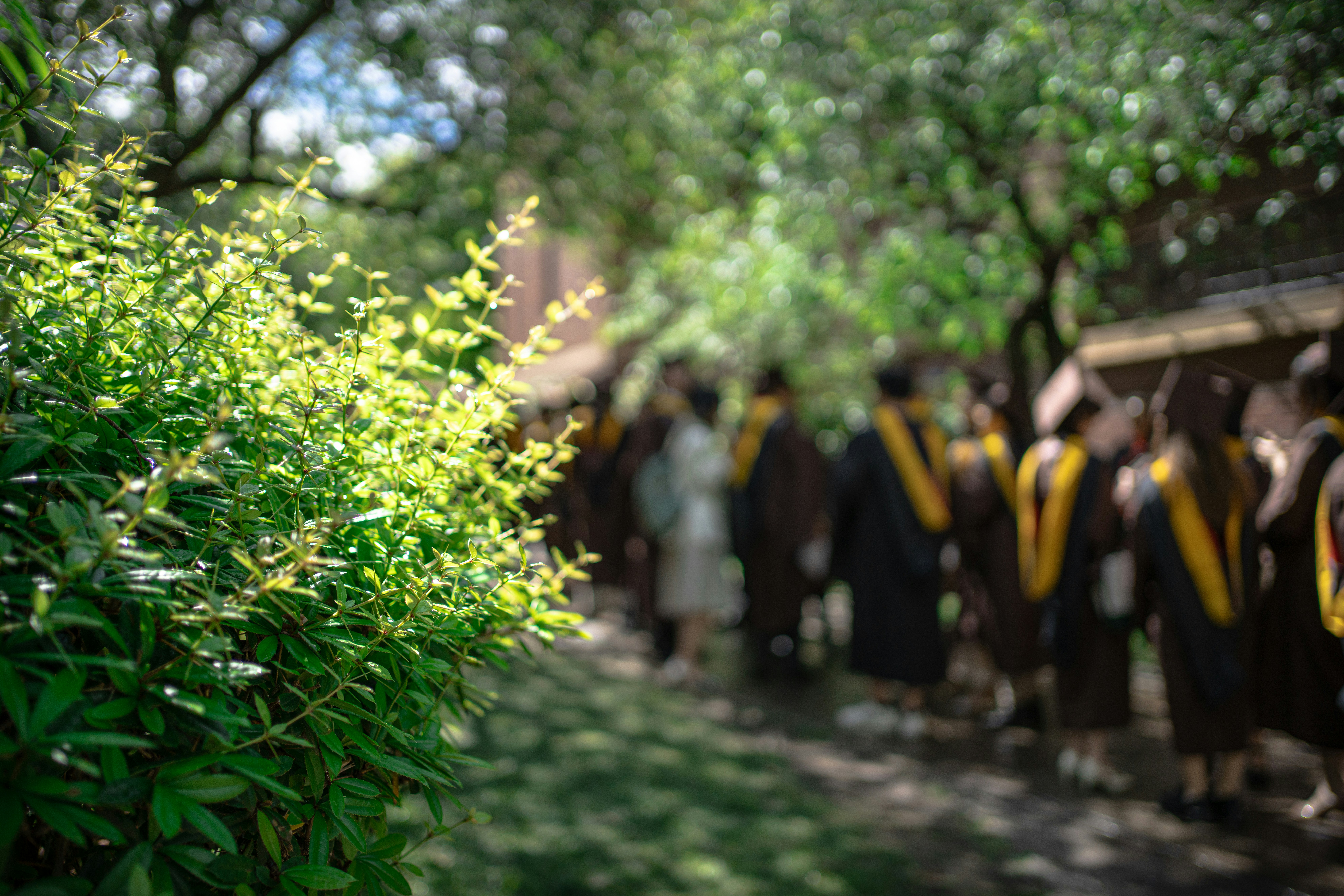 Graduation at Brown University