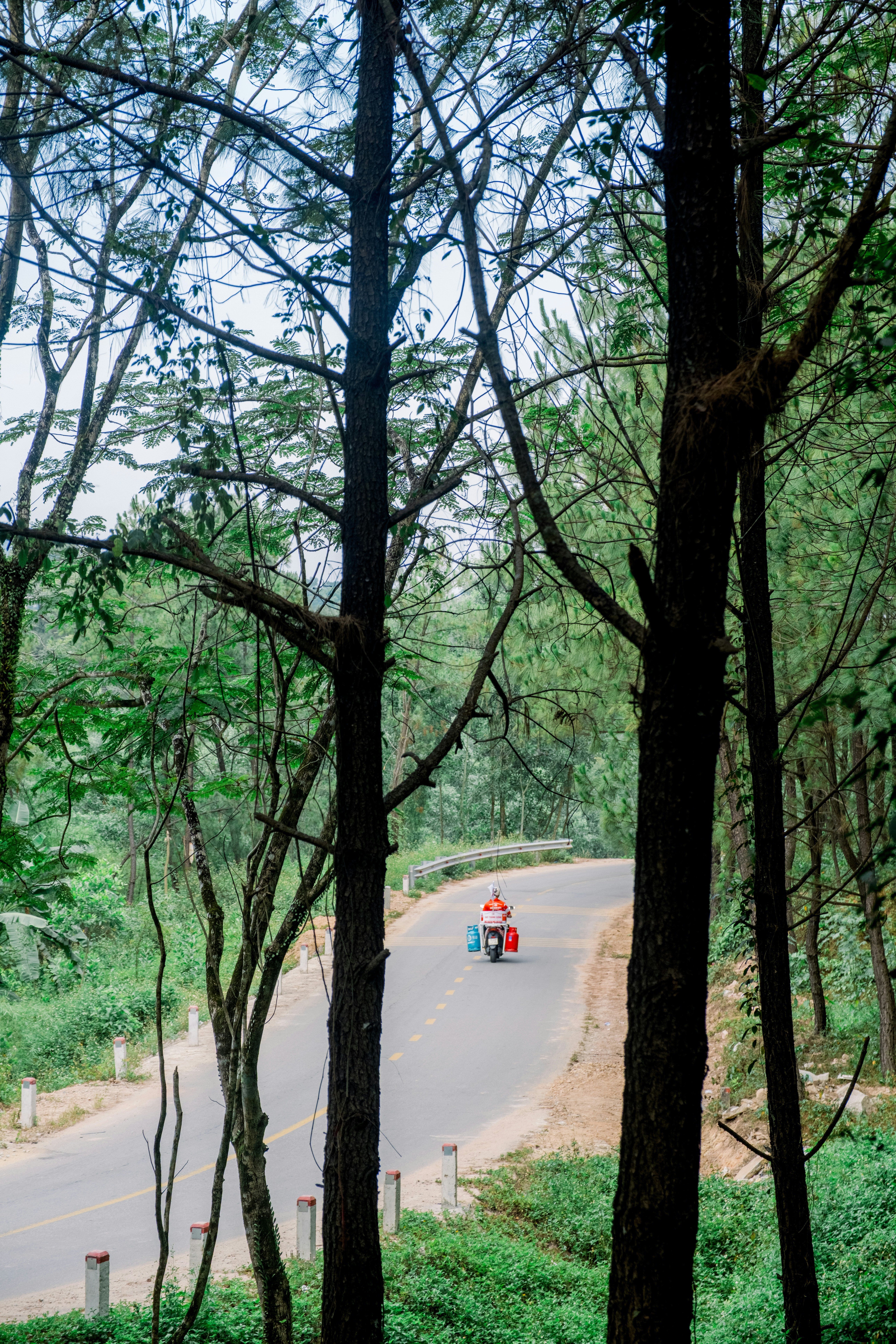 A scooter drives along a winding road through trees.