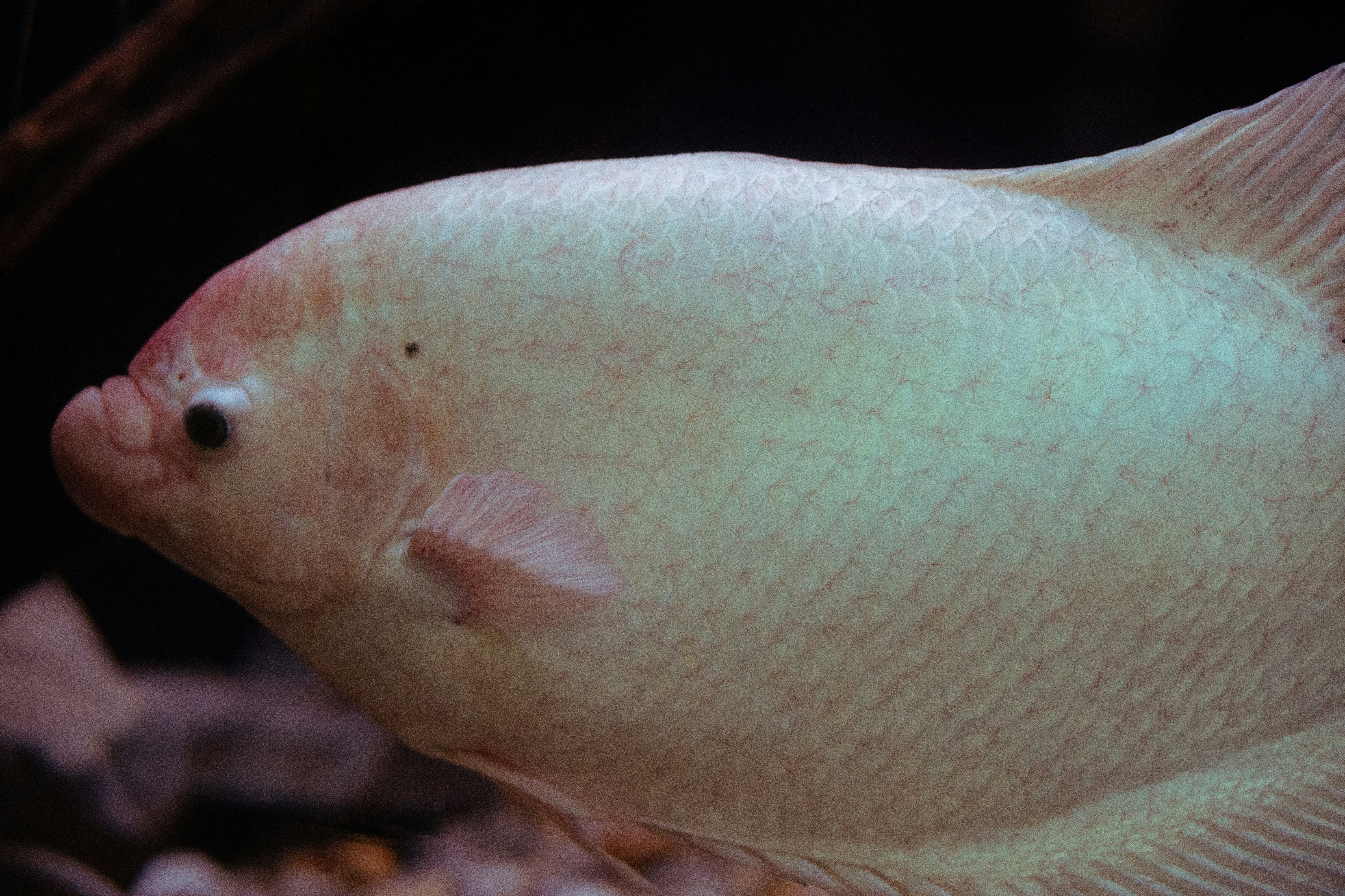 Foto close-up ikan berwarna terang.