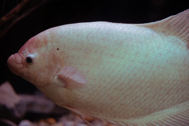 A close-up photo of a light-colored fish.