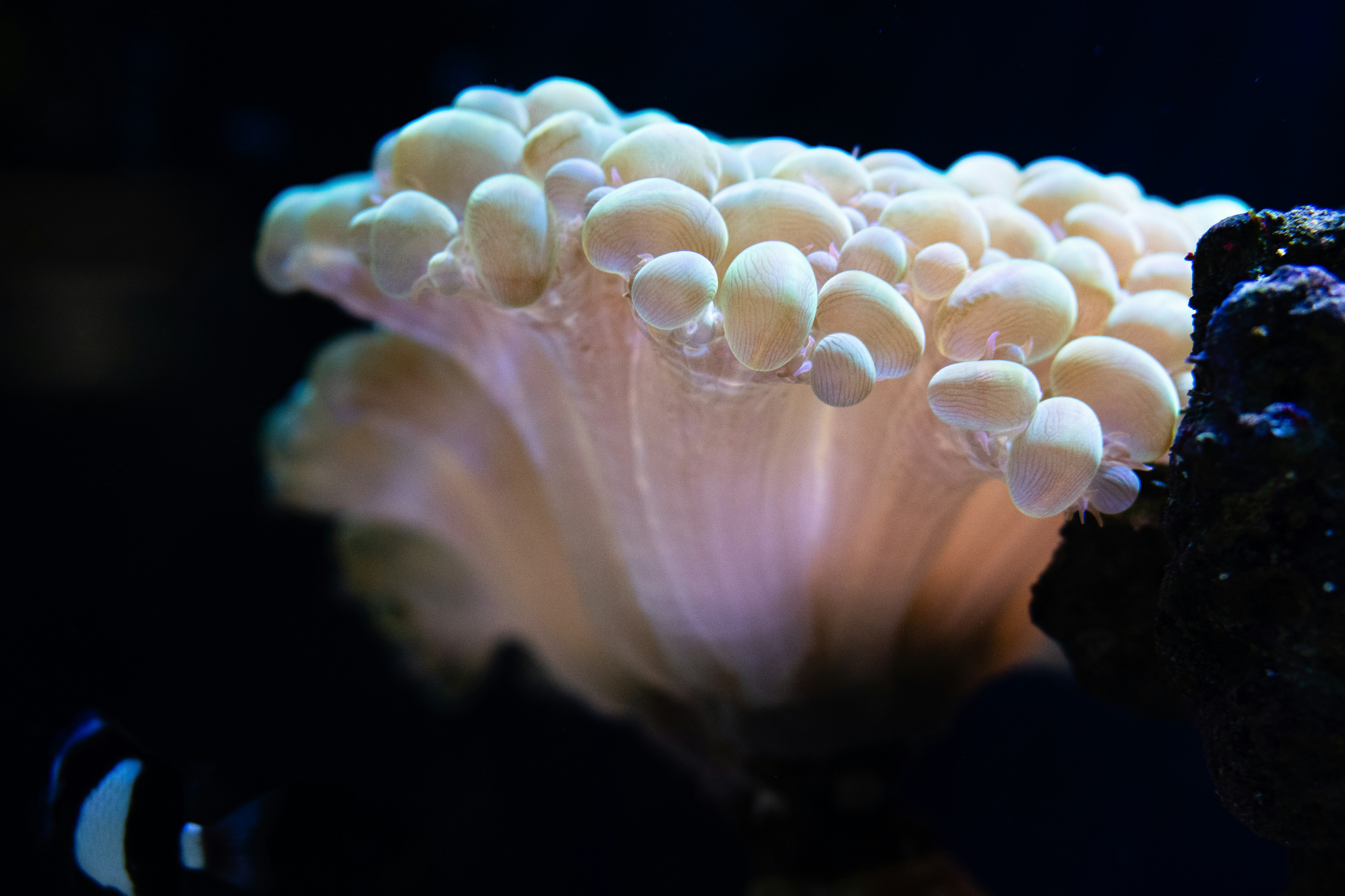 Photo by tellophotography