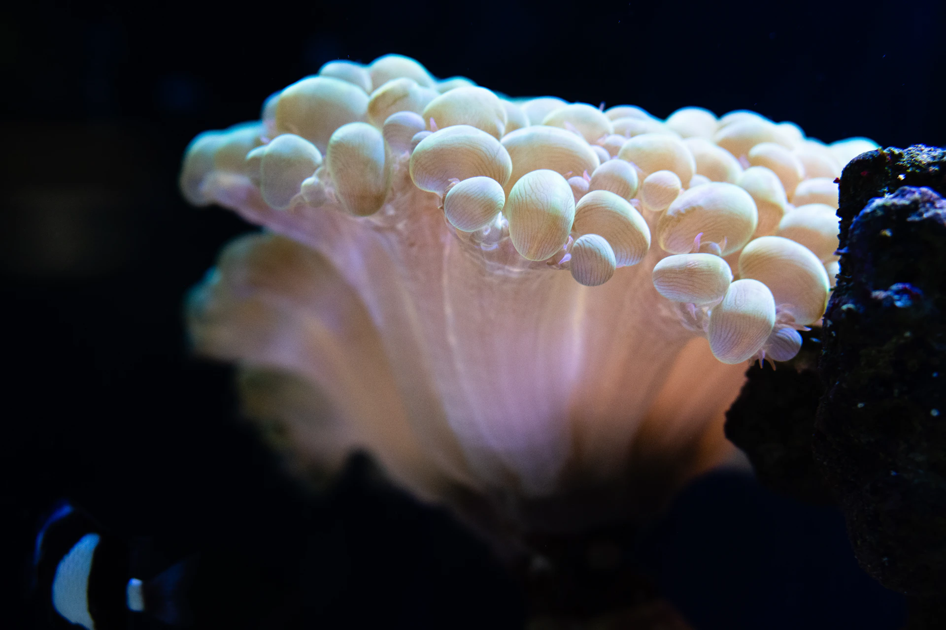 A close-up view of a beautiful coral.