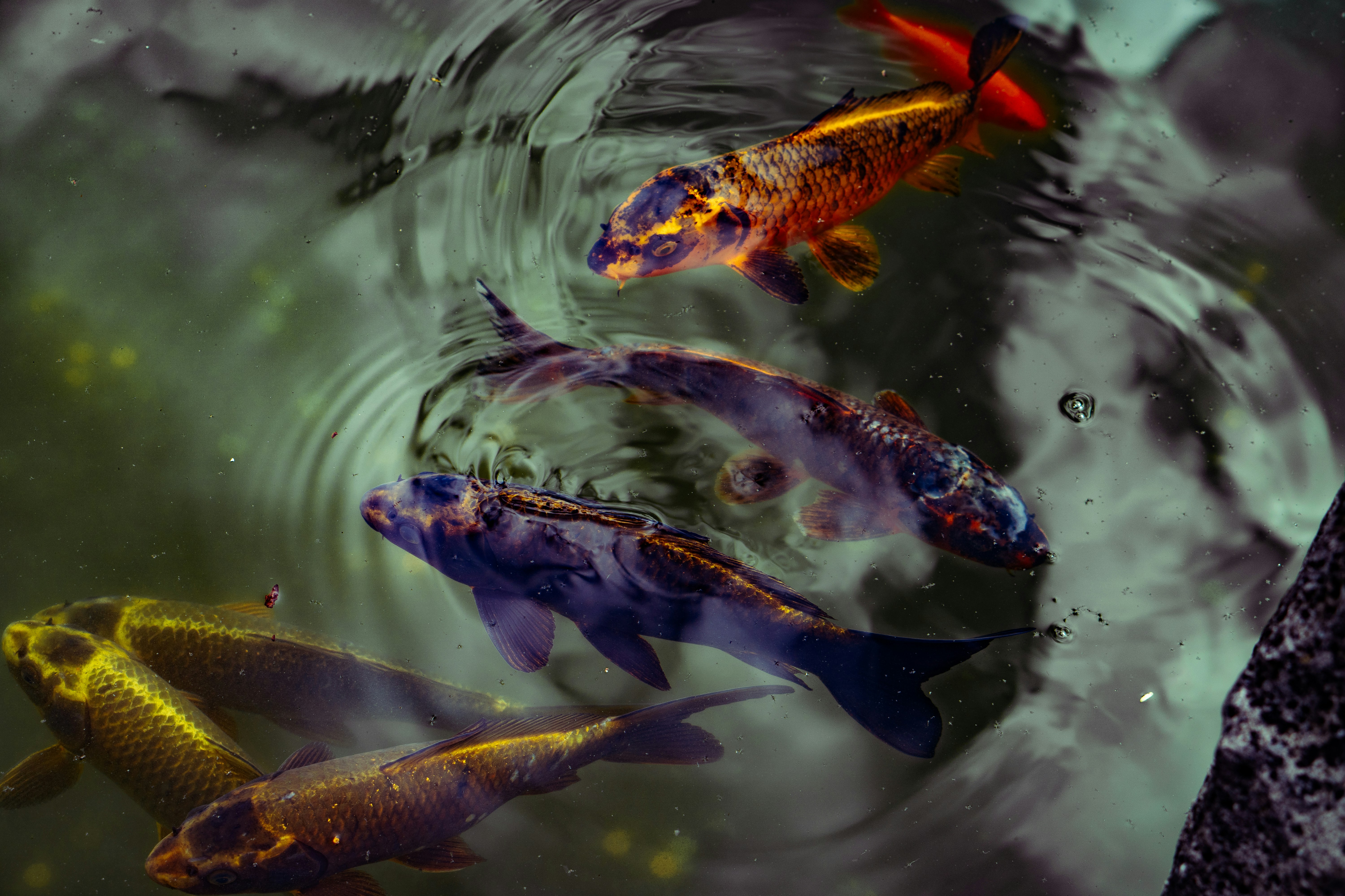 koi fish wallpaper, wallpaper, Sejarah Batik Koi Blitar: Motif Ikan yang Memikat 6
