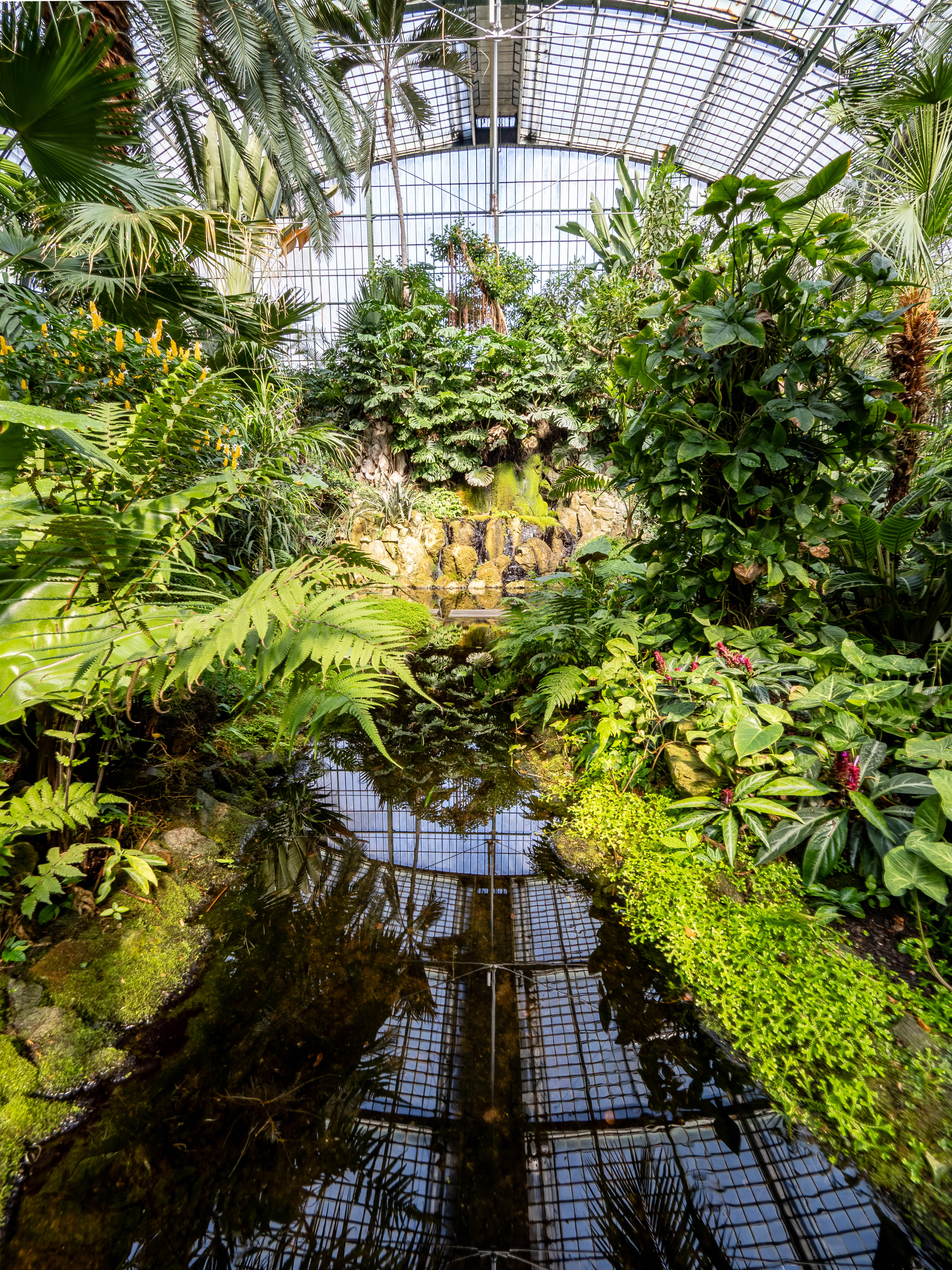 Inside the glass Palmenhaus at Frankfurt's Palmengarten, tree ferns, palms and flowering shrubs crowd around a still dark pool that mirrors the arched iron-and-glass roof overhead.