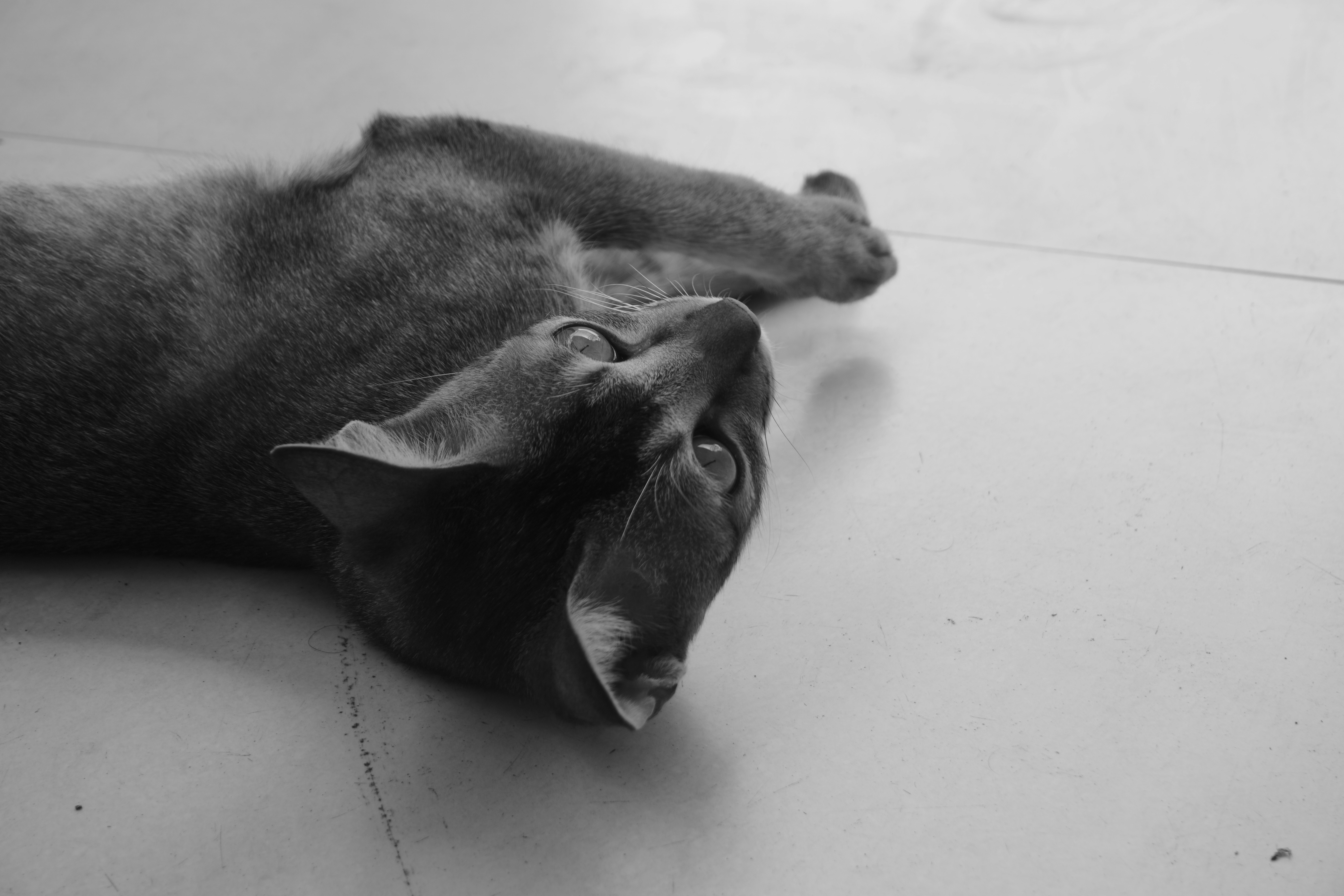 Emotional Self-Soothing Through Chewing